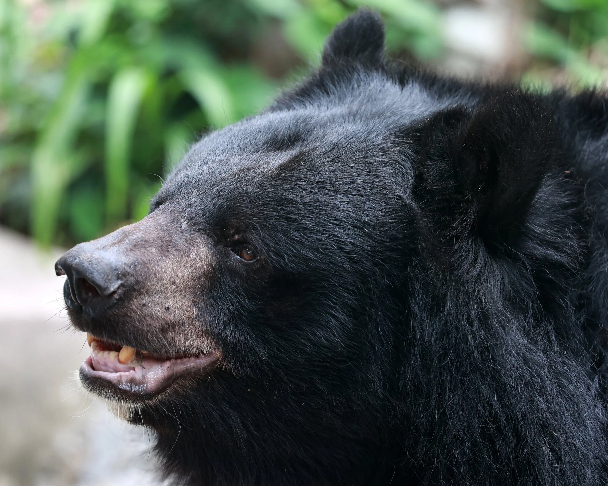 Driven by high demand for gallbladder (bile) and paws in traditional medicine, as well as trade in hides. Deforestation, expansion of agriculture, and infrastructure projects reduce available habitat. Retaliatory killings are common when bears raid c