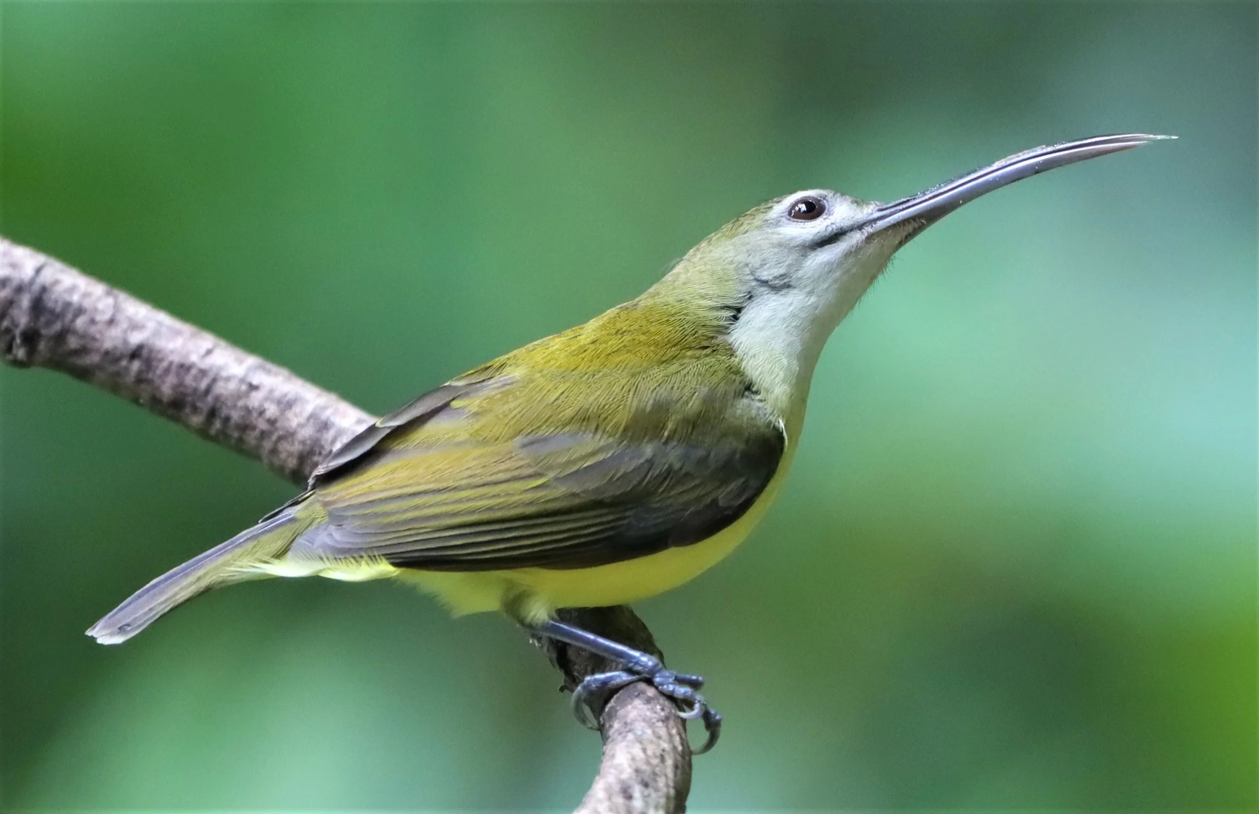 SPIDERHUNTER - LITTLE SPIDERHUNTER - Arachnothera longirostra - DOI INTHANON JULY 2 2021 (17).jpg