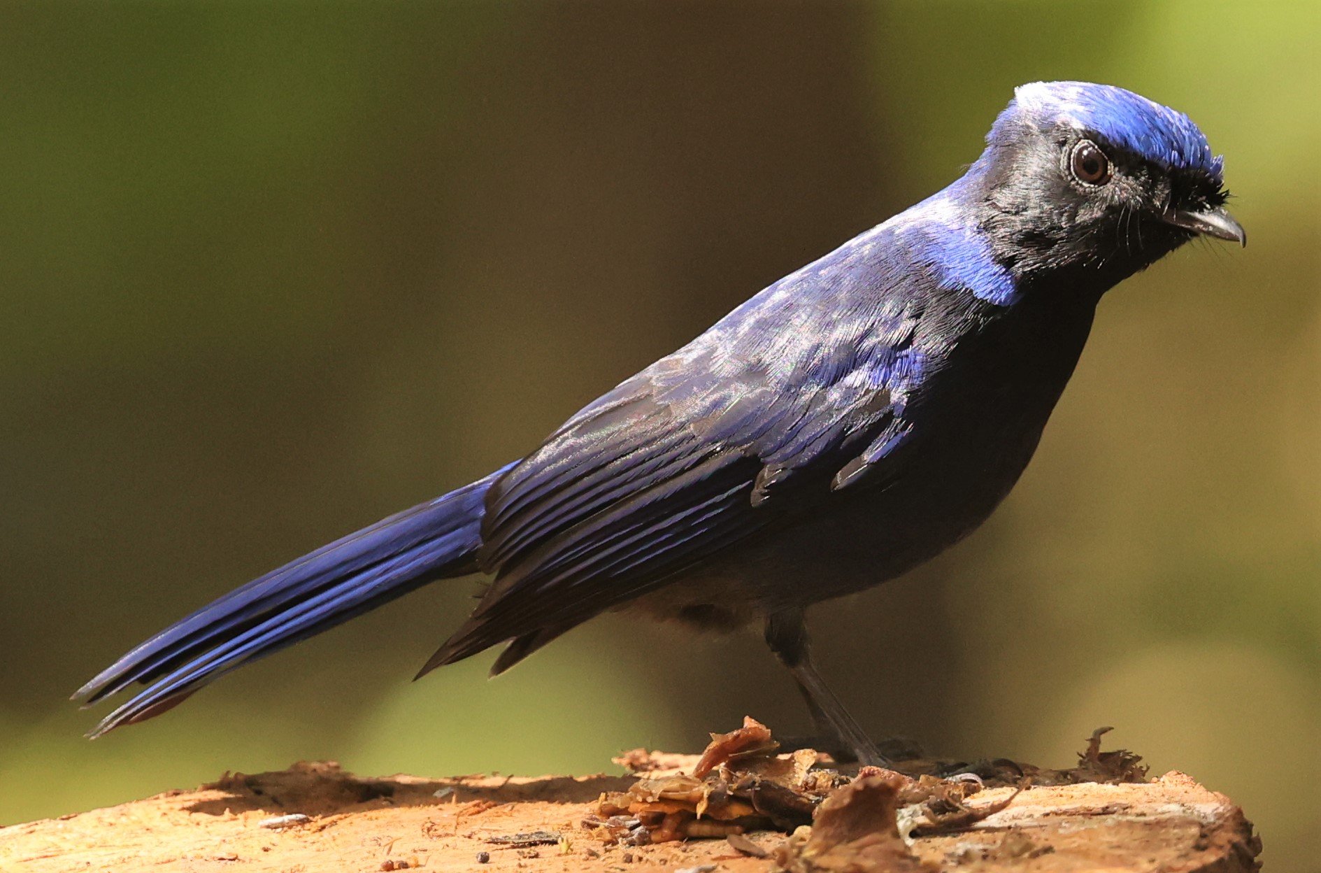 NILTAVA - SMALL NILTAVA - Niltava macgrigoriae - DOI ANG KHANG CHIANG MAI (15).jpg