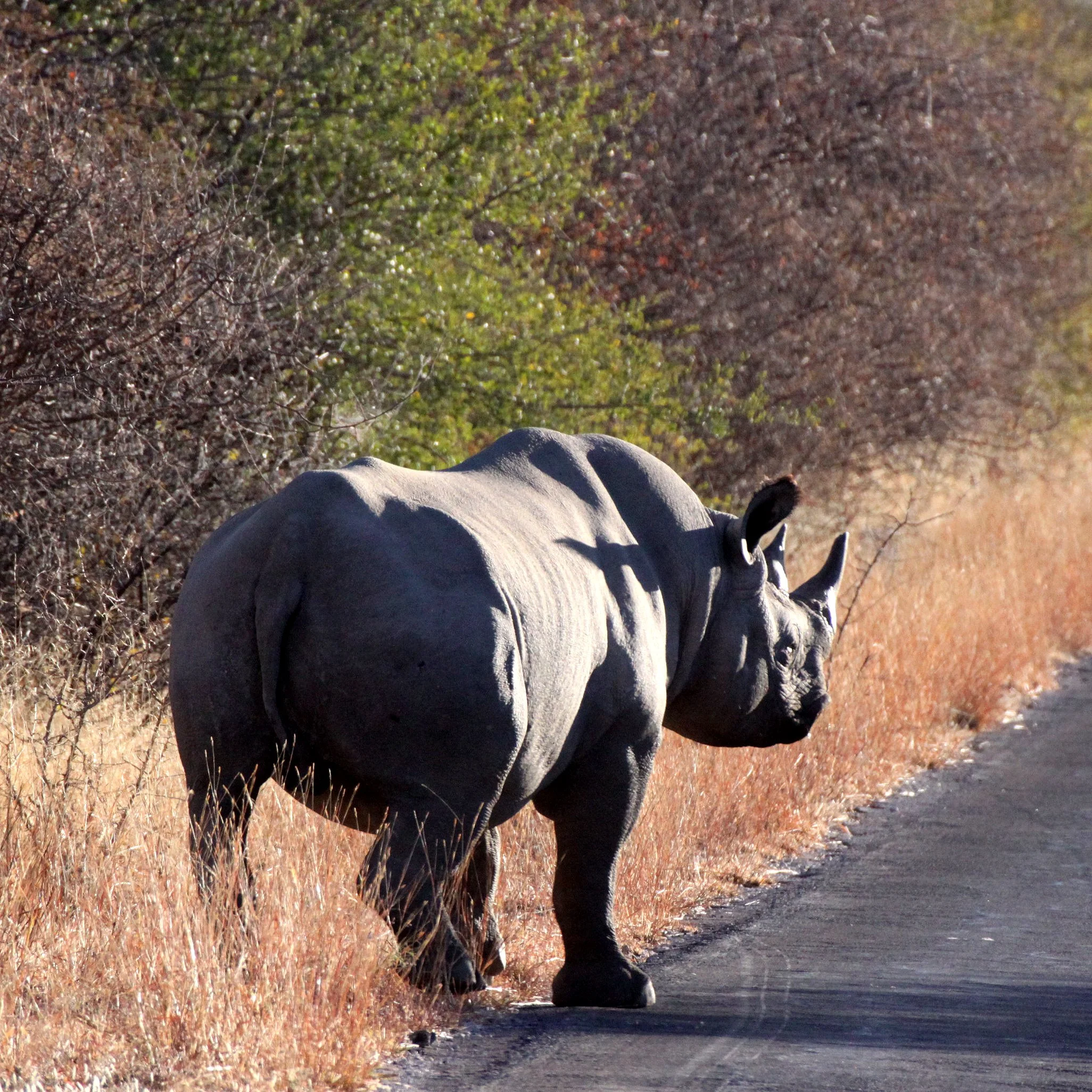 Diceros bicornis occidentalis - SOUTH-WESTERN BLACK RHINO - ETOSHA NATIONAL PARK NAMIBIA (7).JPG