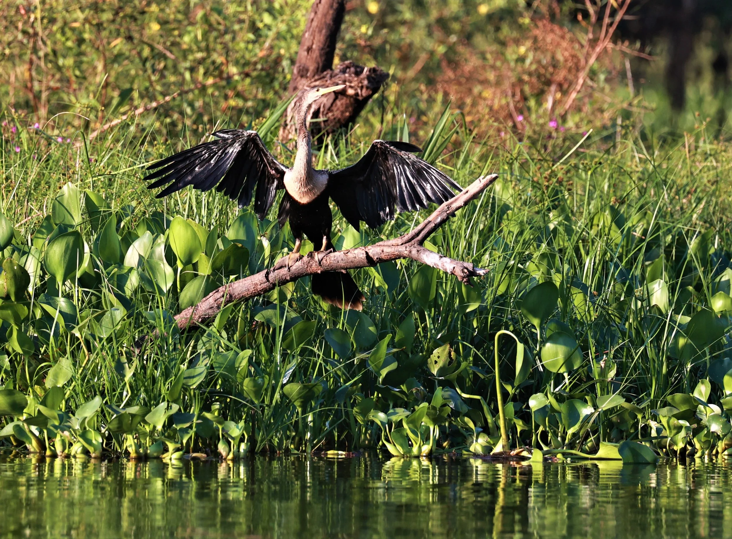 Anhinga - Anhinga anhinga - Pantanal, Encontro das Águas State Park, Porto Jofre, Cuiaba River, Brazil (3).JPG