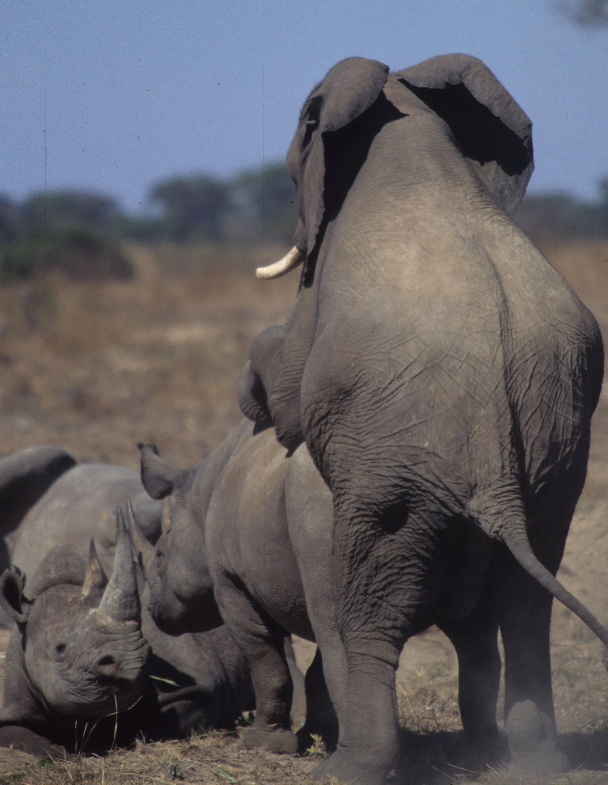 ELEPHANT - ZIMBABWE N.jpg