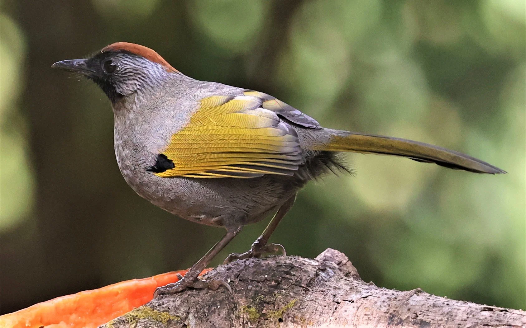 LAUGHINGTHRUSH - SILVER-EARED LAUGHINGTHRUSH - Trochalopteron melanostigma -DOI LANG EAST DOI PHA HOM POK NP, DECEMBER 2021 (15).jpg