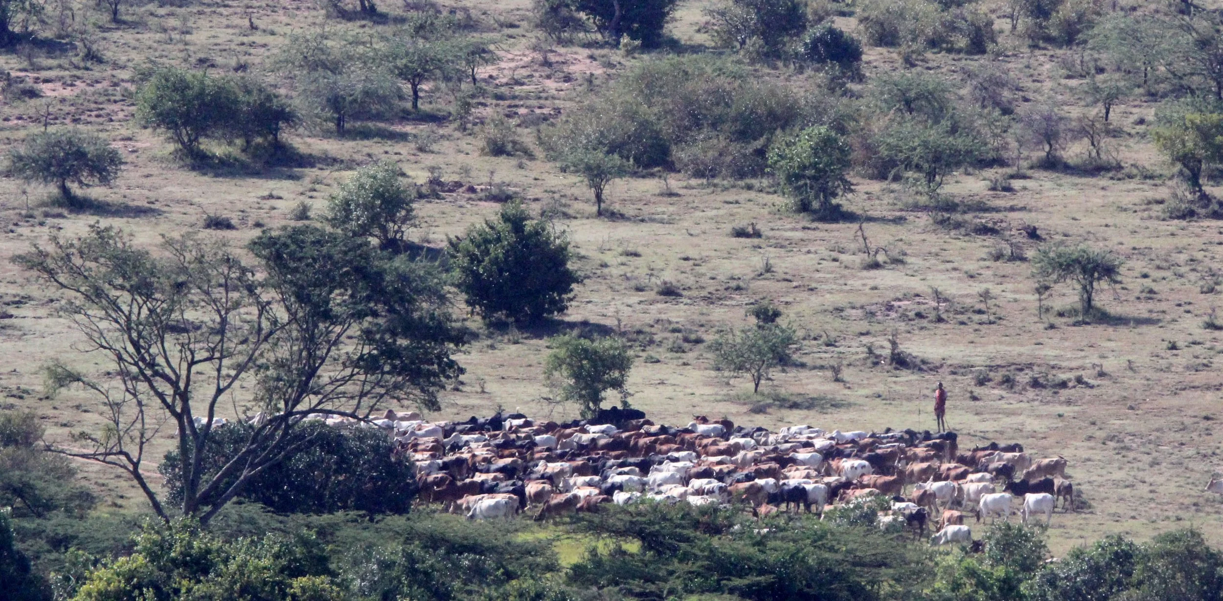 MASAI MARA NATIONAL PARK KENYA (235).JPG