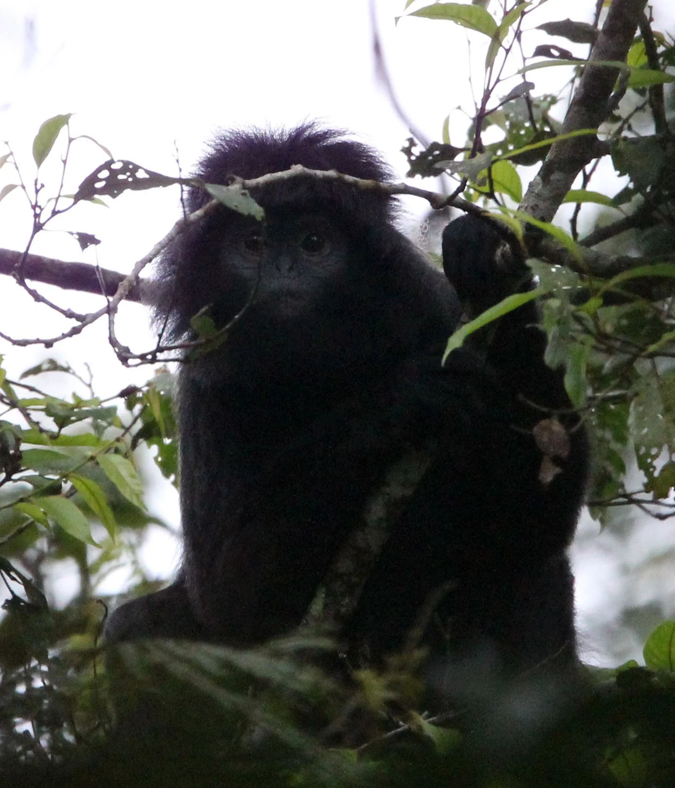 CERCOPITHECIDAE - Trachypithecus mauritius - WEST JAVAN (EBONY) LANGUR - GEDE NATIONAL PARK JAVA BARAT INDONESIA (2).JPG