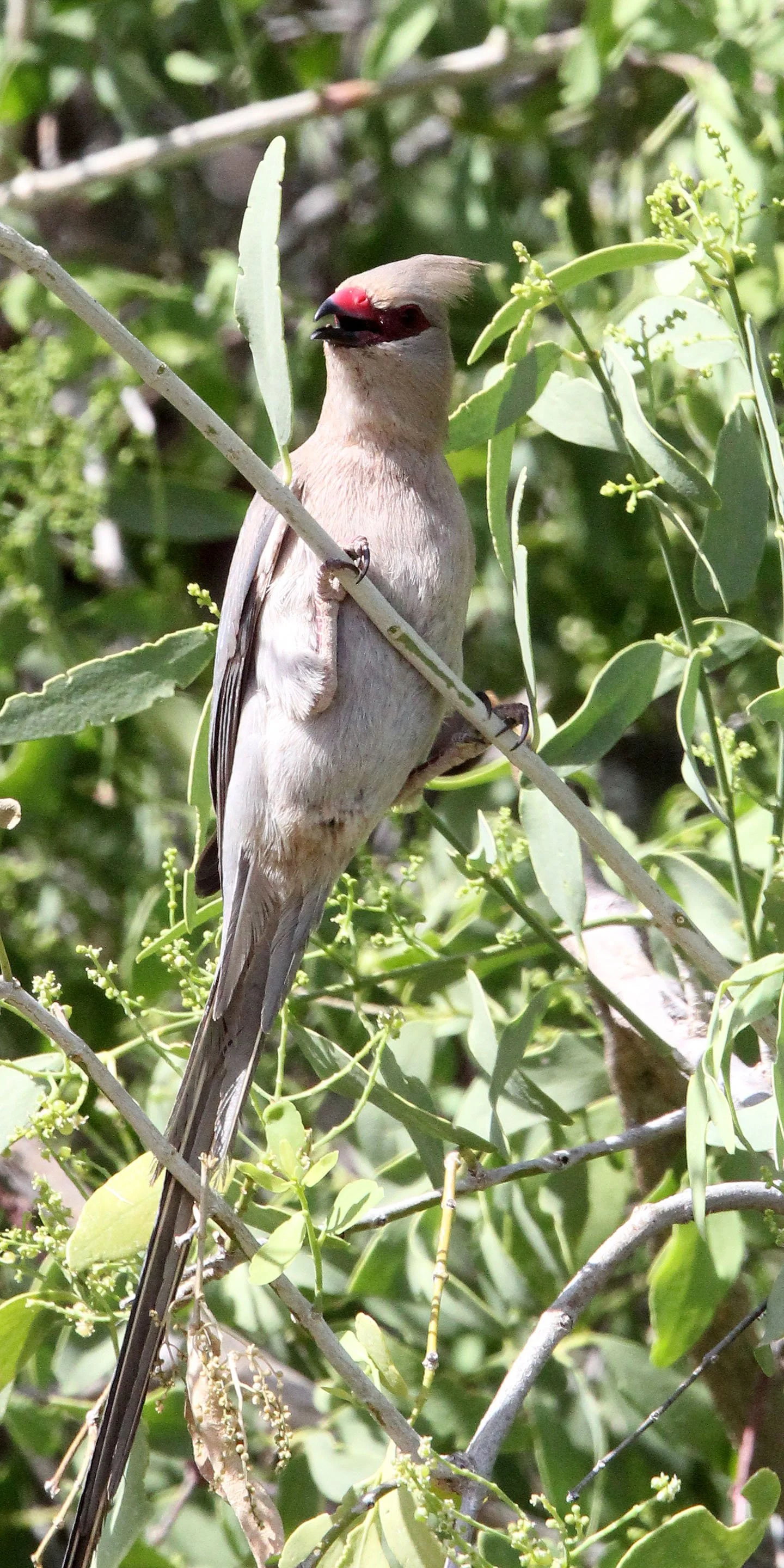 Red-faced Mousebird (Urocolius indicus) Samburu NP Kenya (3).JPG