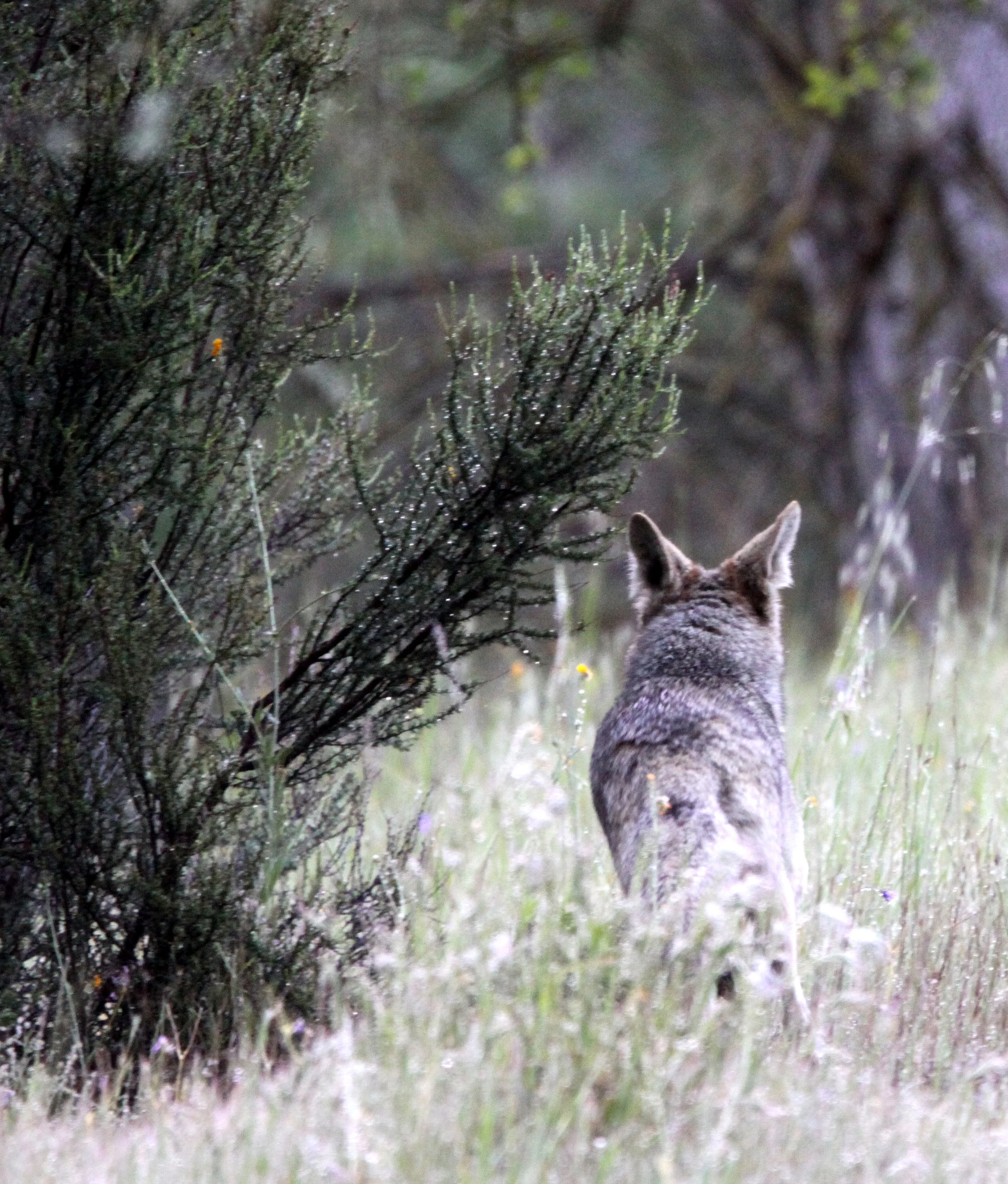 CANID - COYOTE - PINNACLES NATIONAL MONUMENT CALIFORNIA.JPG