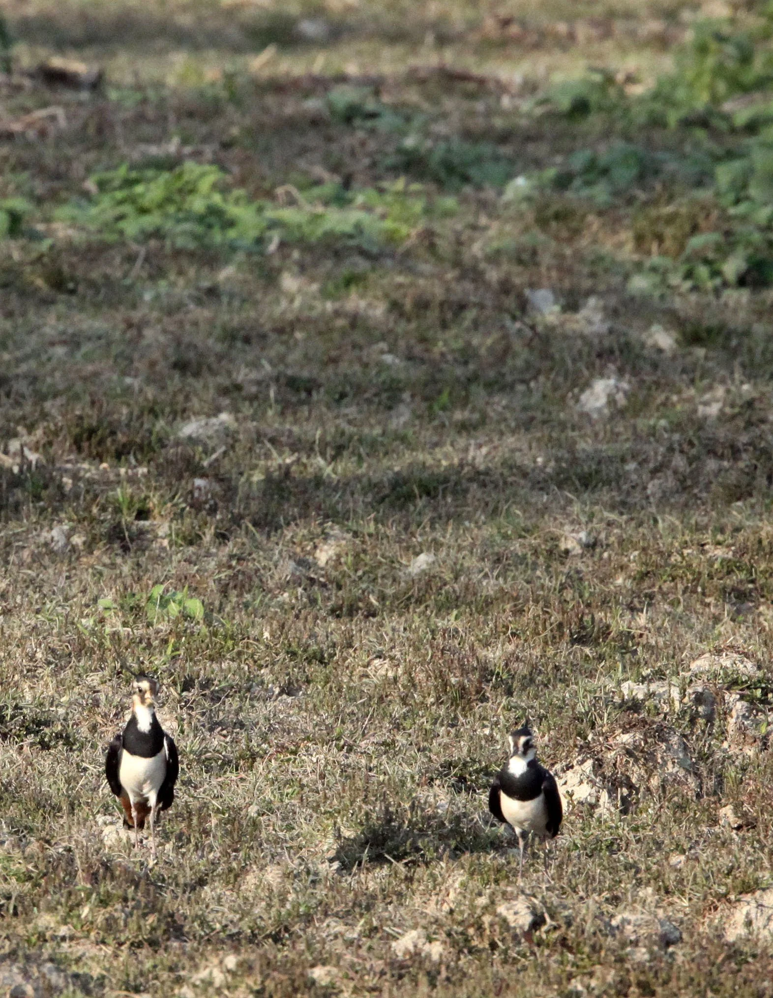 LAPWING - NORTHERN LAPWING - Vanellus vanellus - KAZIRANGA NATIONAL PARK ASSAM INDIA (1).JPG