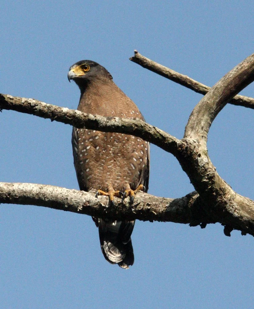 EAGLE - CRESTED SERPENT EAGLE - Spilornis cheela - KAENG KRACHAN NATIONAL PARK THAILAND (34).JPG