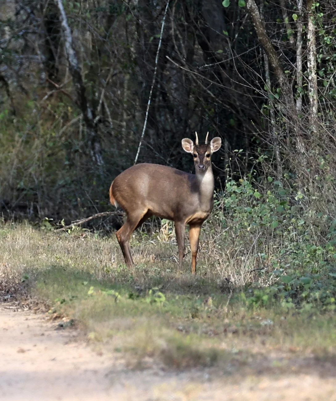 Southern Brown Brocket (Subulo gouazoubira) Selva Serena Natural Reserve (26).jpg