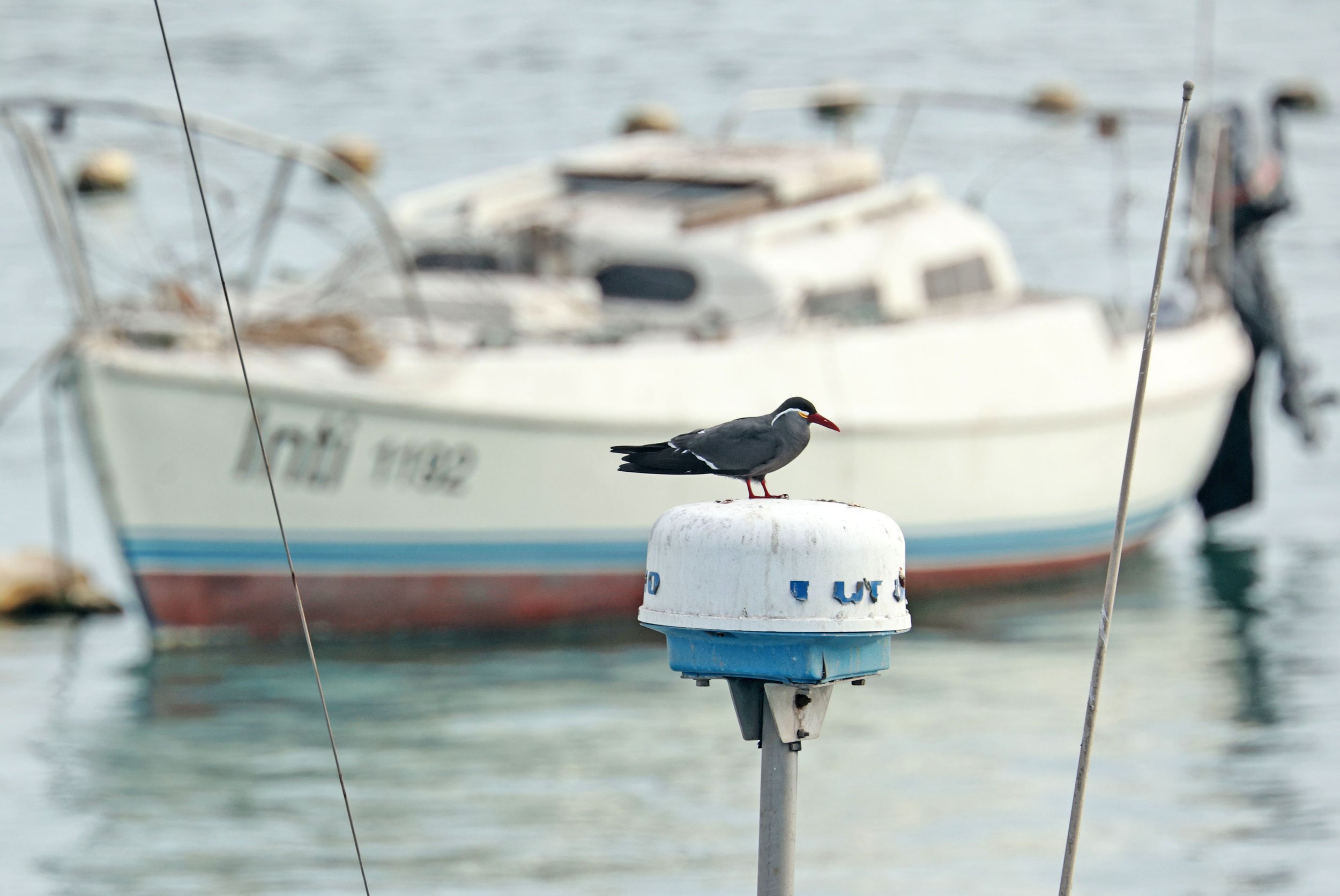 Tern - Inca Tern - Larosterna inca - Arica Chile Coastline (19).jpg