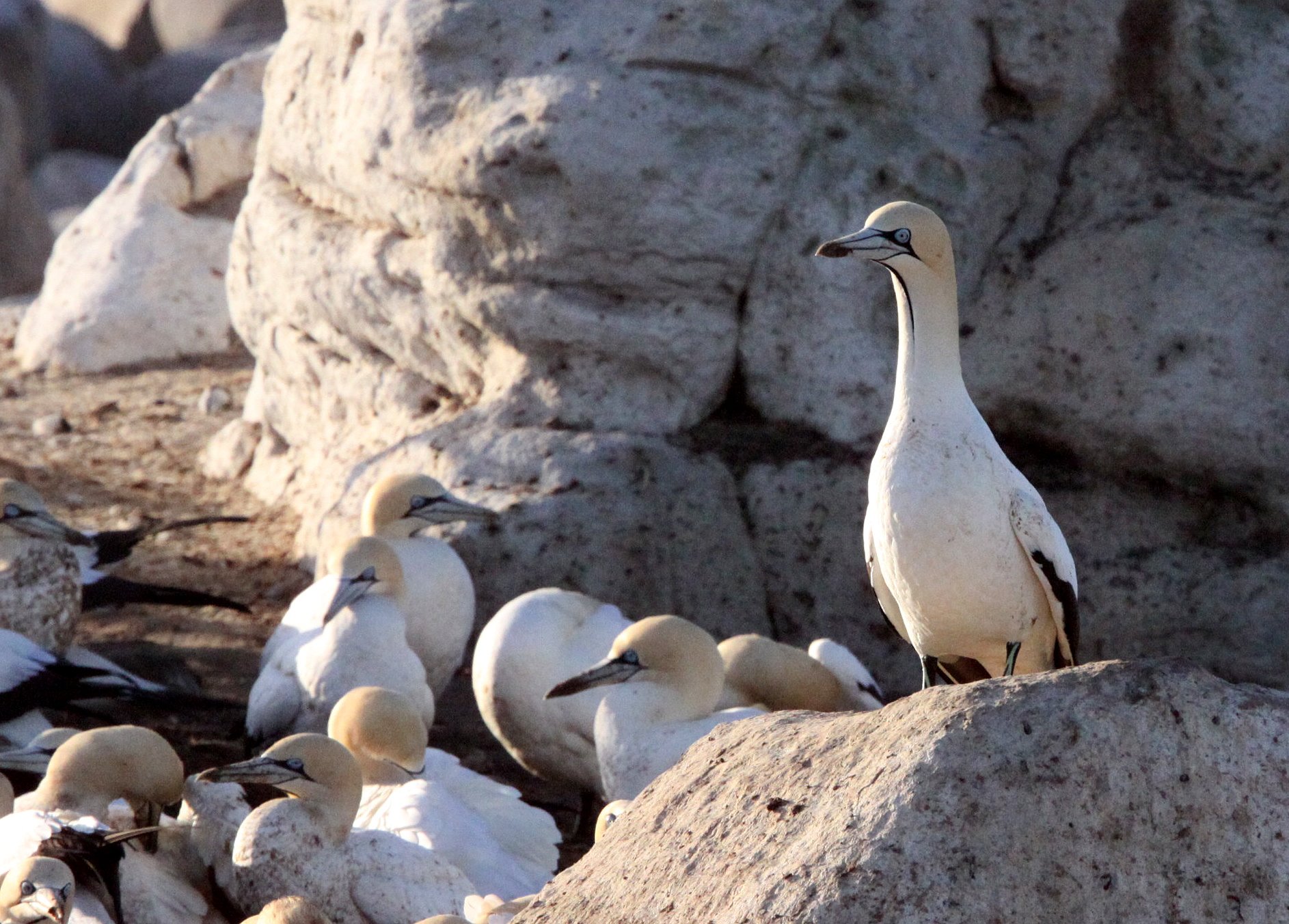 Cape gannet (Morus capensis) Lambert's Bay South Africa (17).JPG