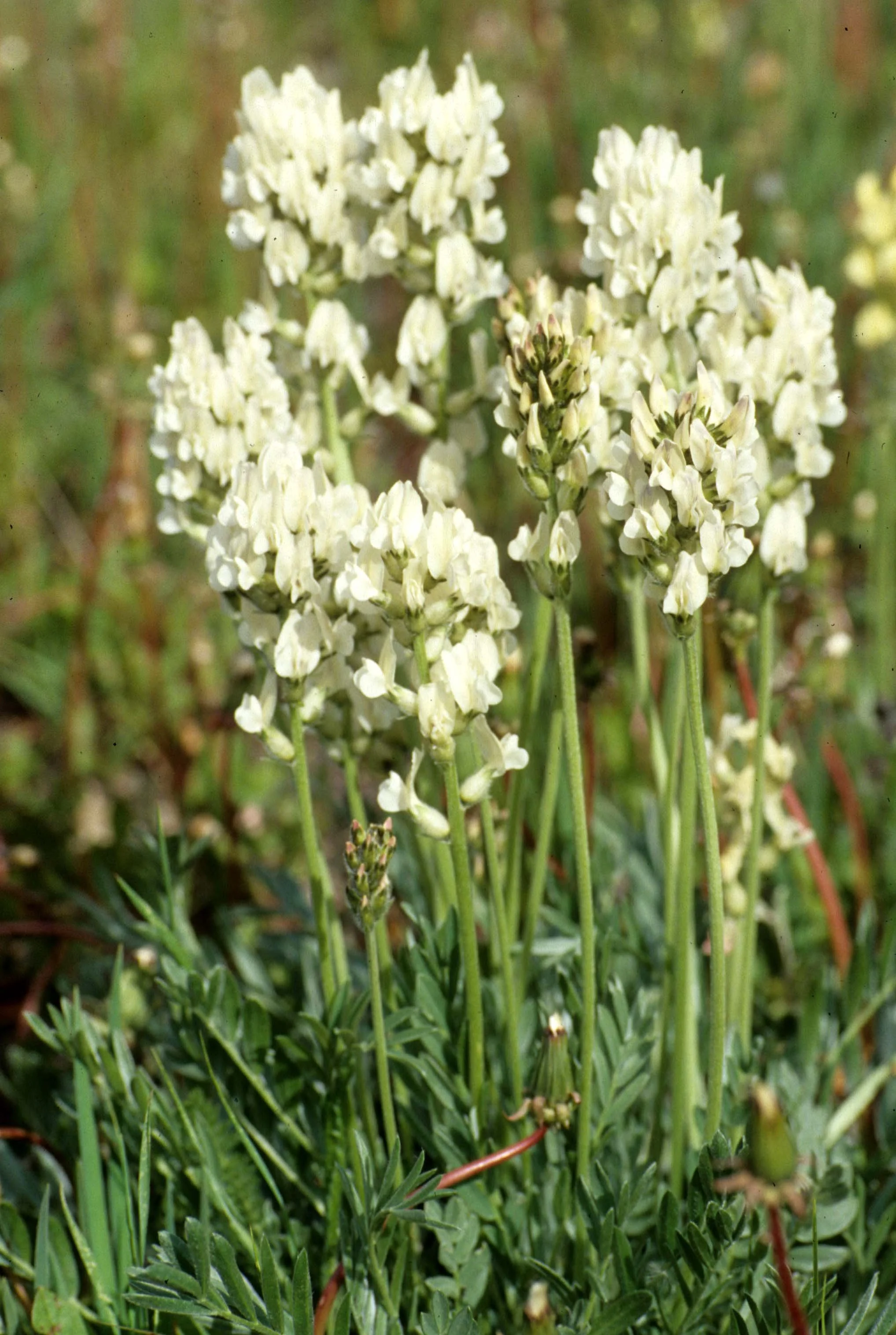 GREAT PLAINS - THEODORE ROOSEVELT NP - PLANT SPECIES.jpg