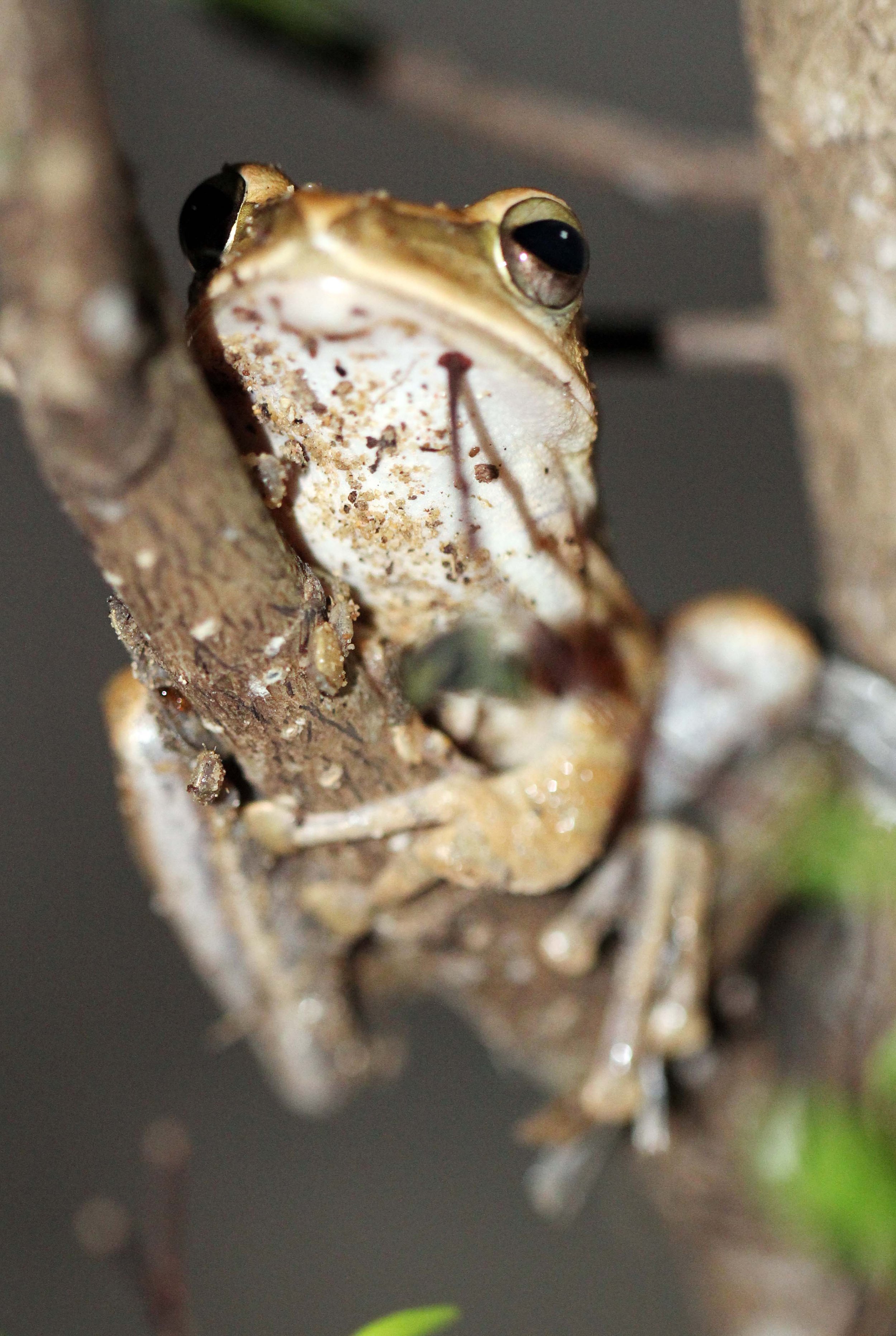 2013 - BANGKOK - NOVEMBER 2013 - MARCH 2014 (213).JPG