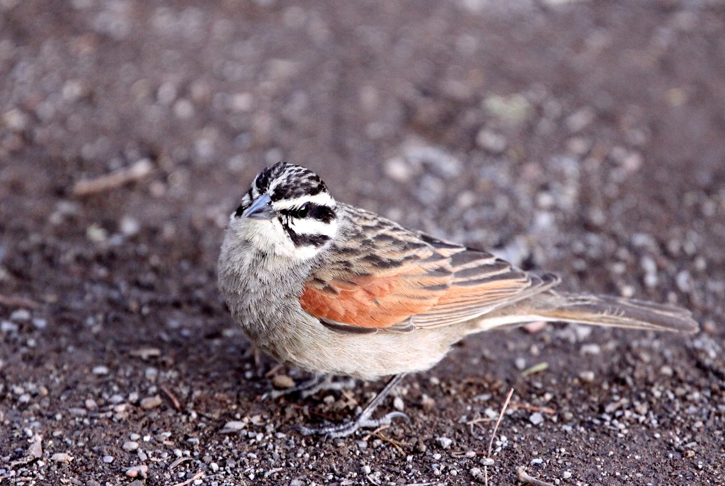 Cape Bunting (Emberiza capensis) Karoo NP South Africa (4).JPG