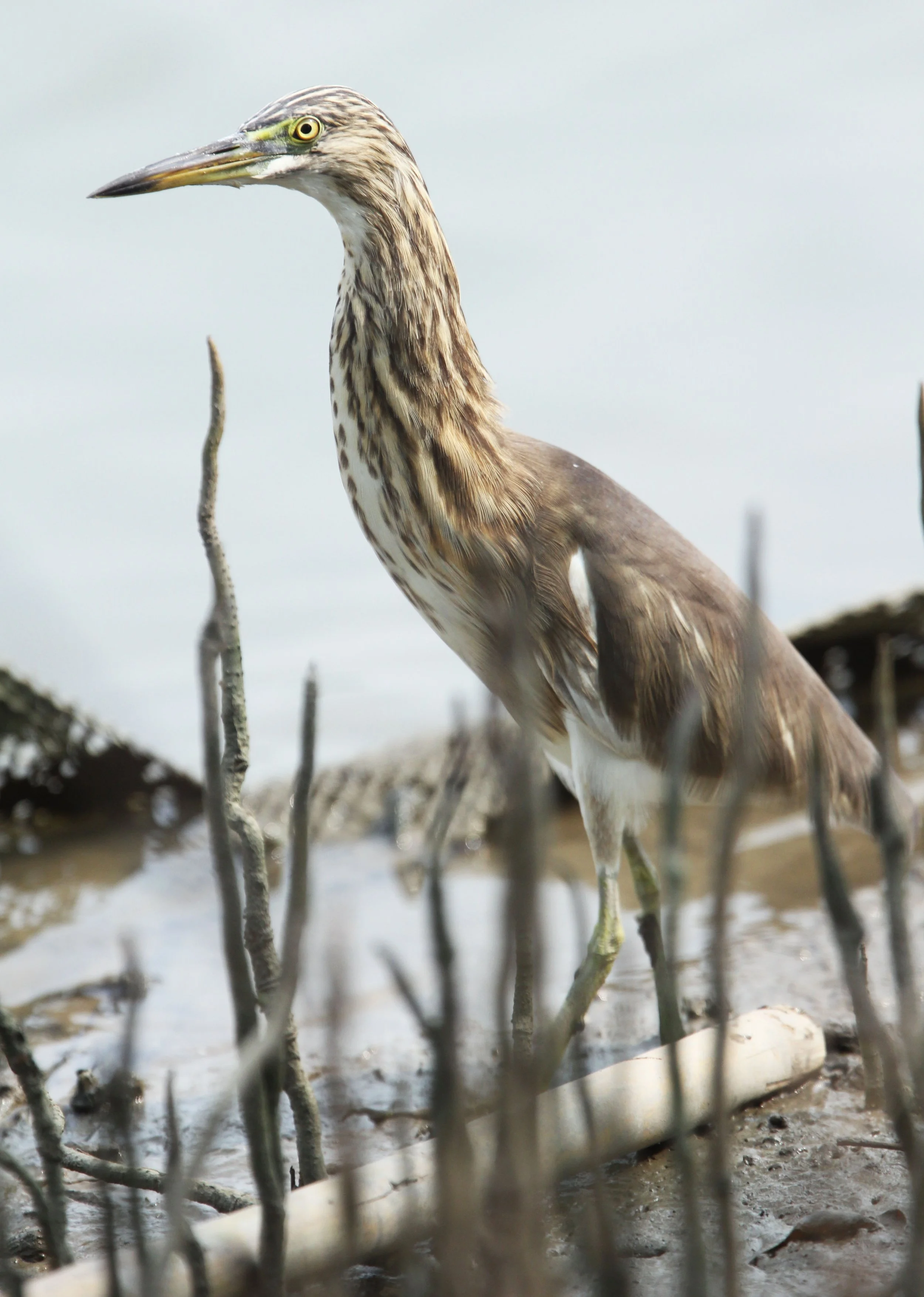 HERON - CHINESE POND HERON - Ardeola bacchus - KOK KHAM MACHACHAI - SALT PONDS - NEAR BANGKOK THAILAND (5).JPG