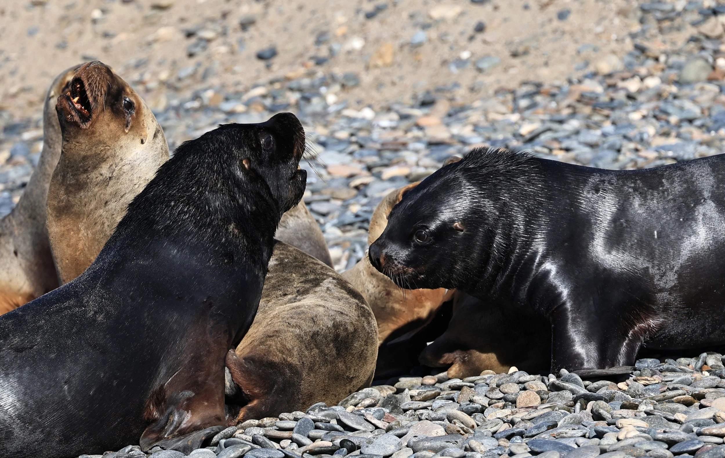 South American Sea Lion (Otaria flavescens) Puerto Rawson Argentina (19).jpg