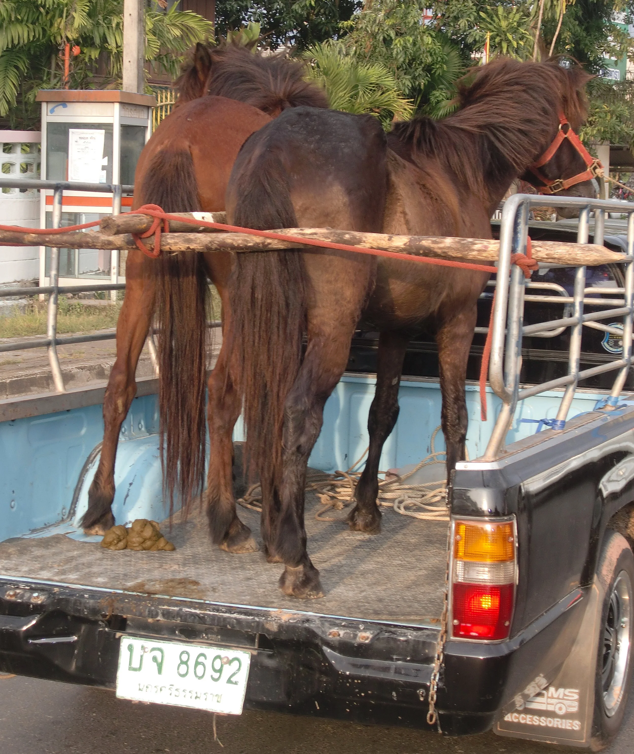 2011 Nakhonsithammarat Winter in Thailand Trip (4).JPG