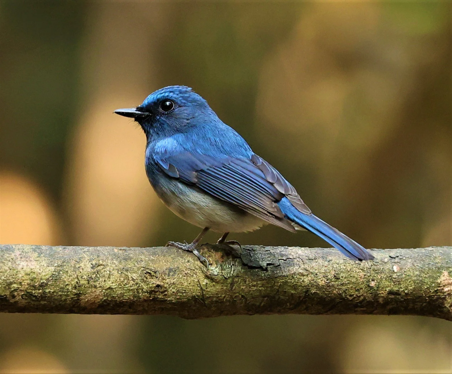 FLYCATCHER - HAINAN BLUE FLYCATCHER - Cyornis hainanus - LUNG SIN HIDE NEAR KAENG KRACHAN FEB 2022 (7).jpg