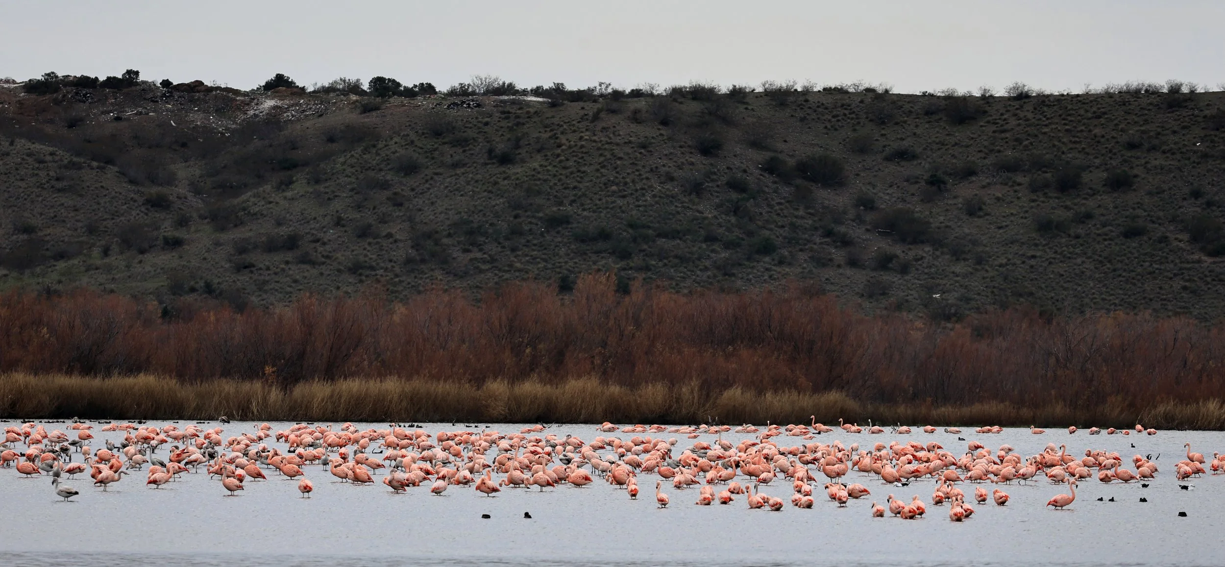 Chilean Flamingo (Phoenicopterus chilensis) Lagunas del Ornitólogo, Trelew Argentina (72).jpg