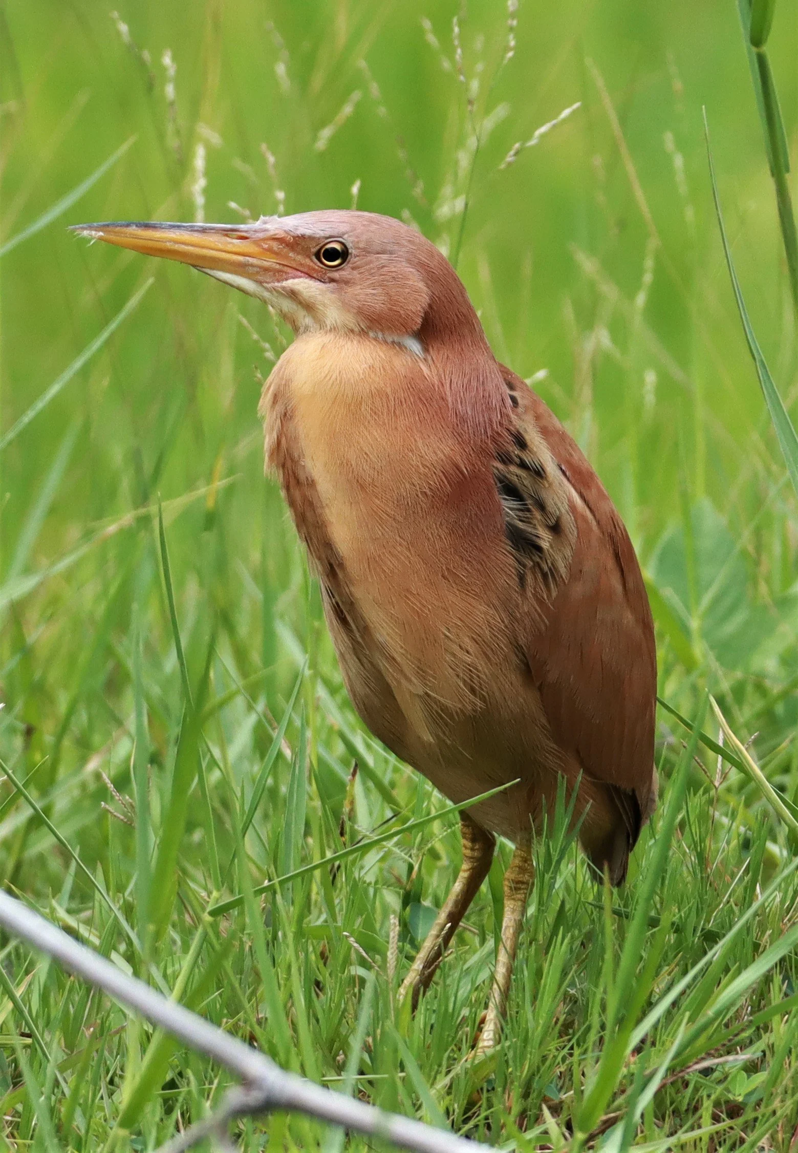 BITTERN - CINNAMON BITTERN (CHESTNUT BITTERN) - Ixobrychus cinnamomeus - BURIRAM HUAI CHORAKHE MAK (76).jpg