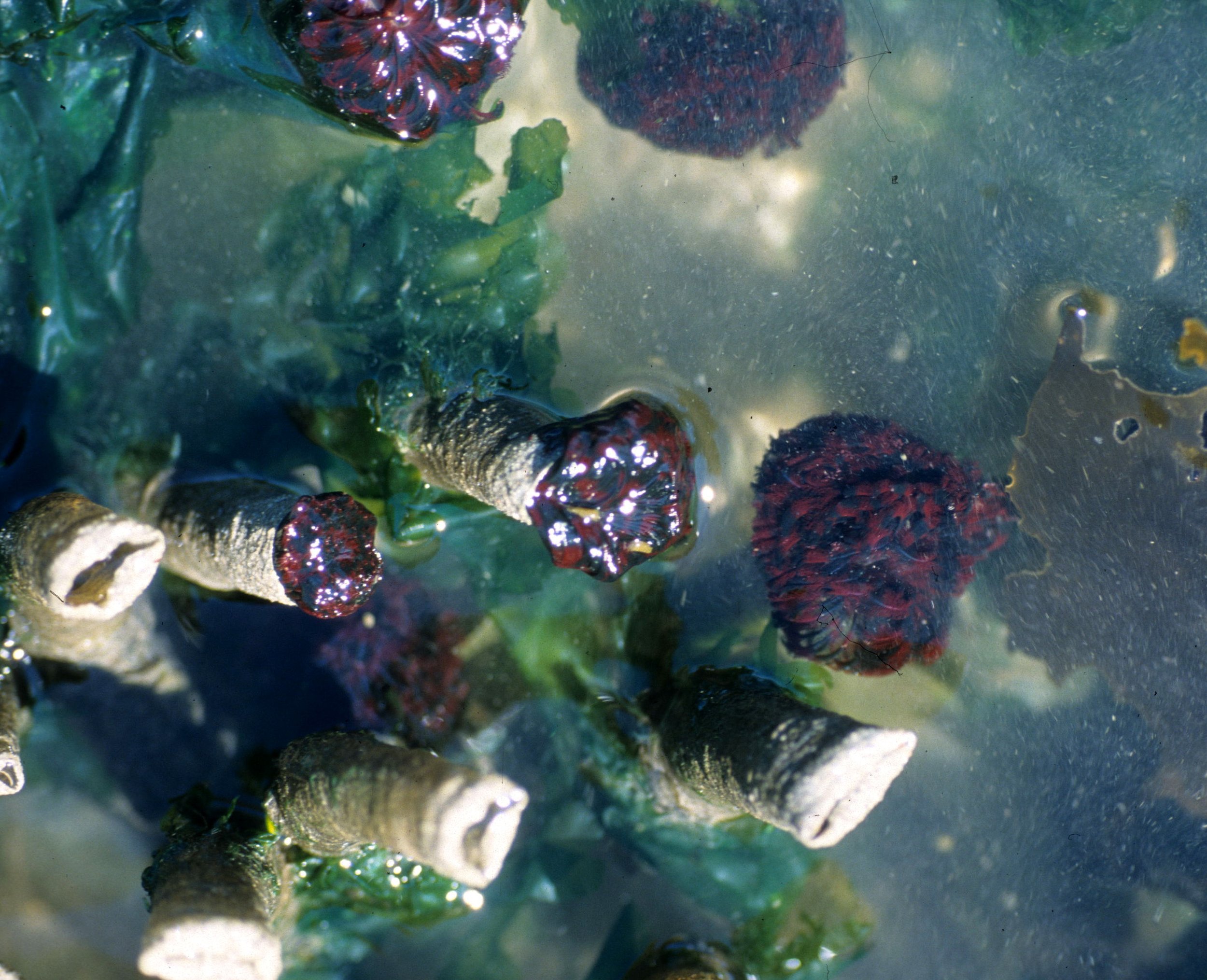 INVERTS - INTERTIDAL - ANNELIDA - FEATHER DUSTER WORMS (5).jpg