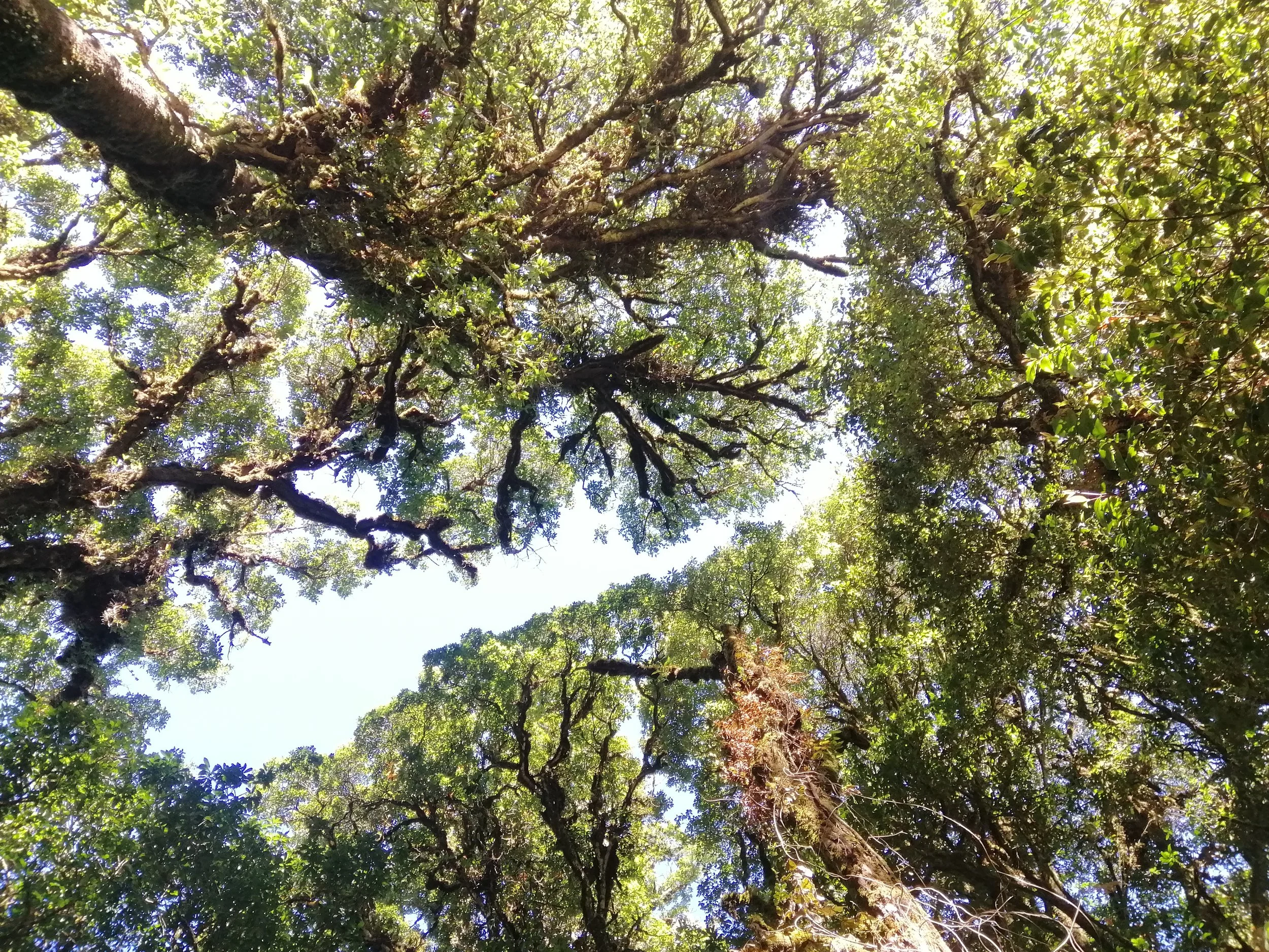 2021 Doi Inthanon Winter Birding Trip with Jan and Ben and Crew (28).jpg