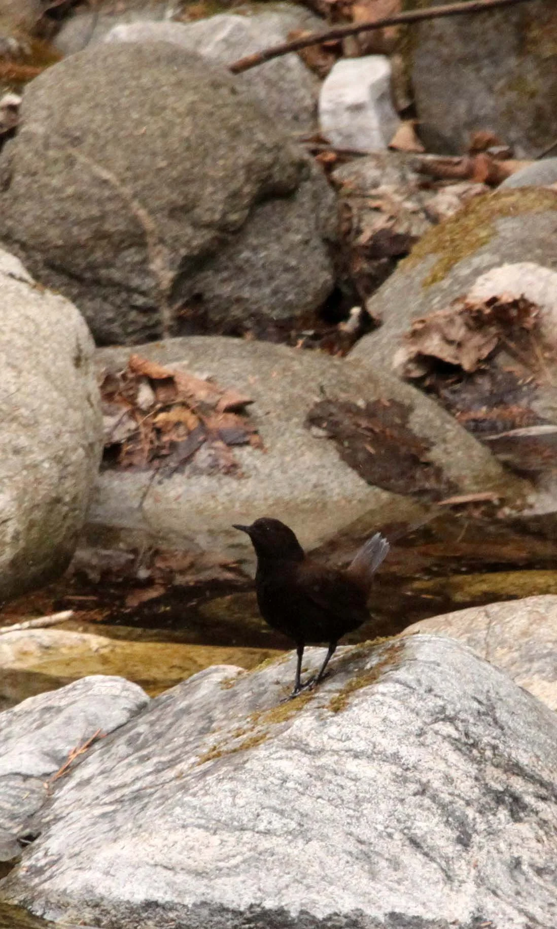 Brown dipper (Cinclus pallasii) Foping Nature Reserve Shaanxi China (14).JPG