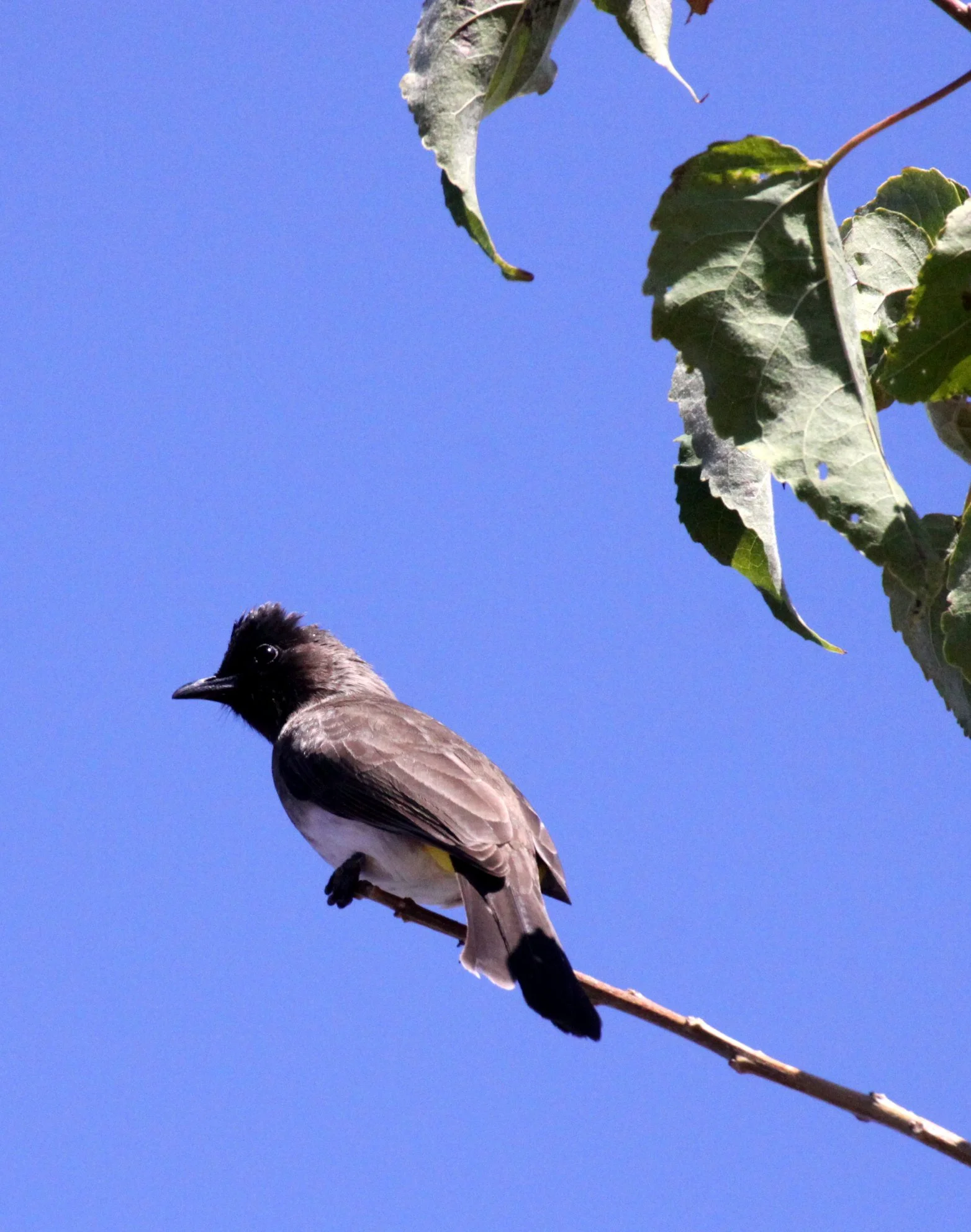 BULBUL - BLACK-EYED OR DARK-CAPPED BULBUL - Pycnonotus tricolor - CHOBE NATIONAL PARK BOTSWANA (3).JPG