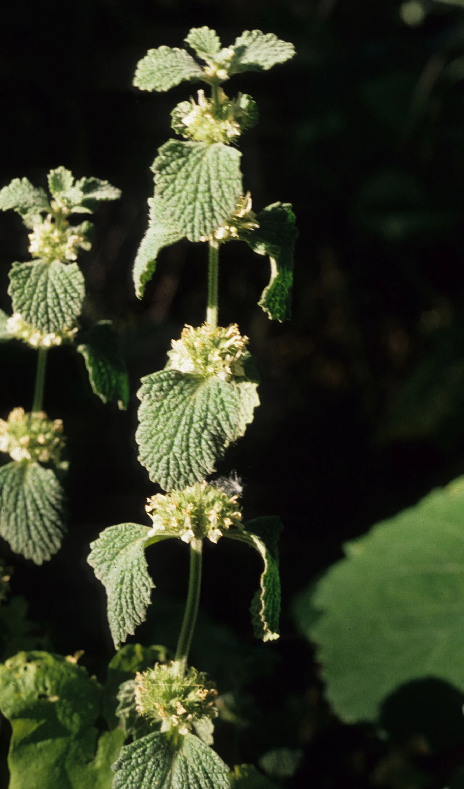 AMERICAN RIVER - MARRUBIUM VULGARE - COMMON HOREHOUND.jpg