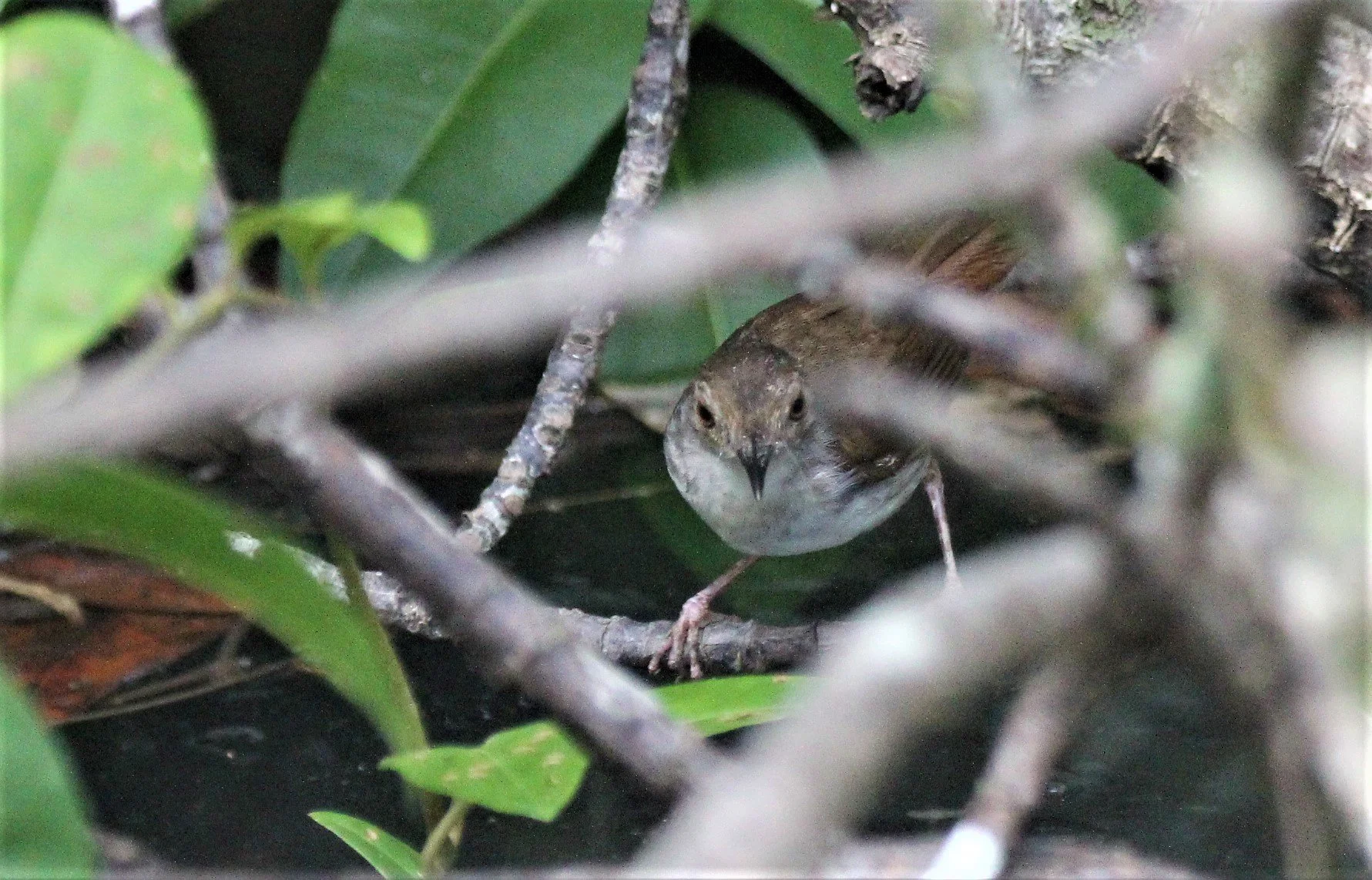 BABBLER - WHITE-BREASTED BABBLER - Stachyris grammiceps - AO PHANG NGA NATIONAL PARK AREA july 2021 (1).jpg
