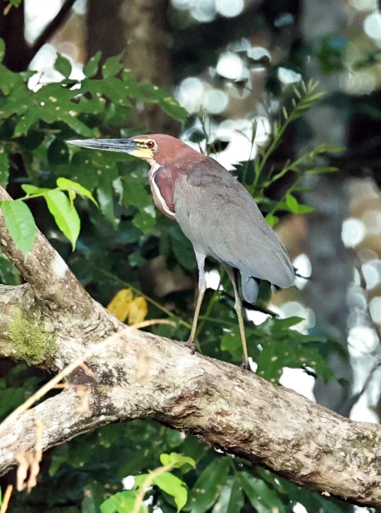 Heron - Rufescent Tiger Heron - Tigrisoma lineatum - Ariau River & Rio Negro Region Southwest of Manaus (8).jpg