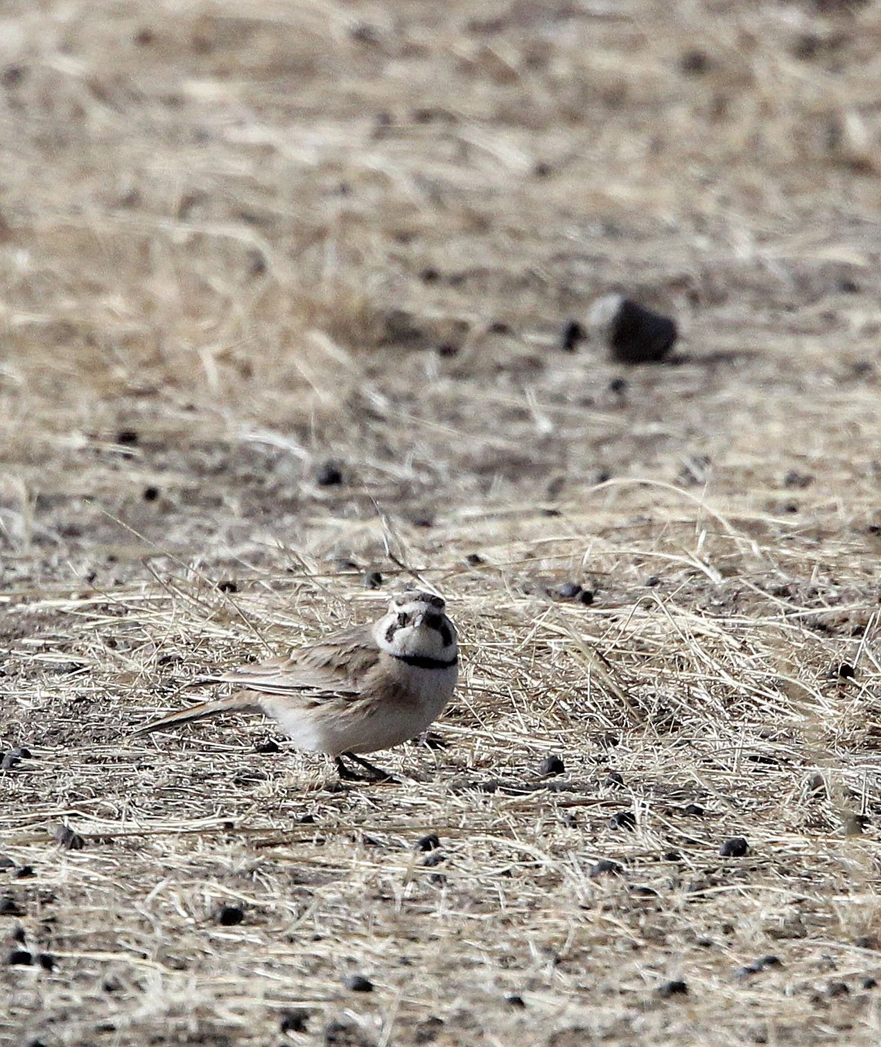 Horned Lark (Eremophila alpestris) Qinghai Lake China (1).JPG