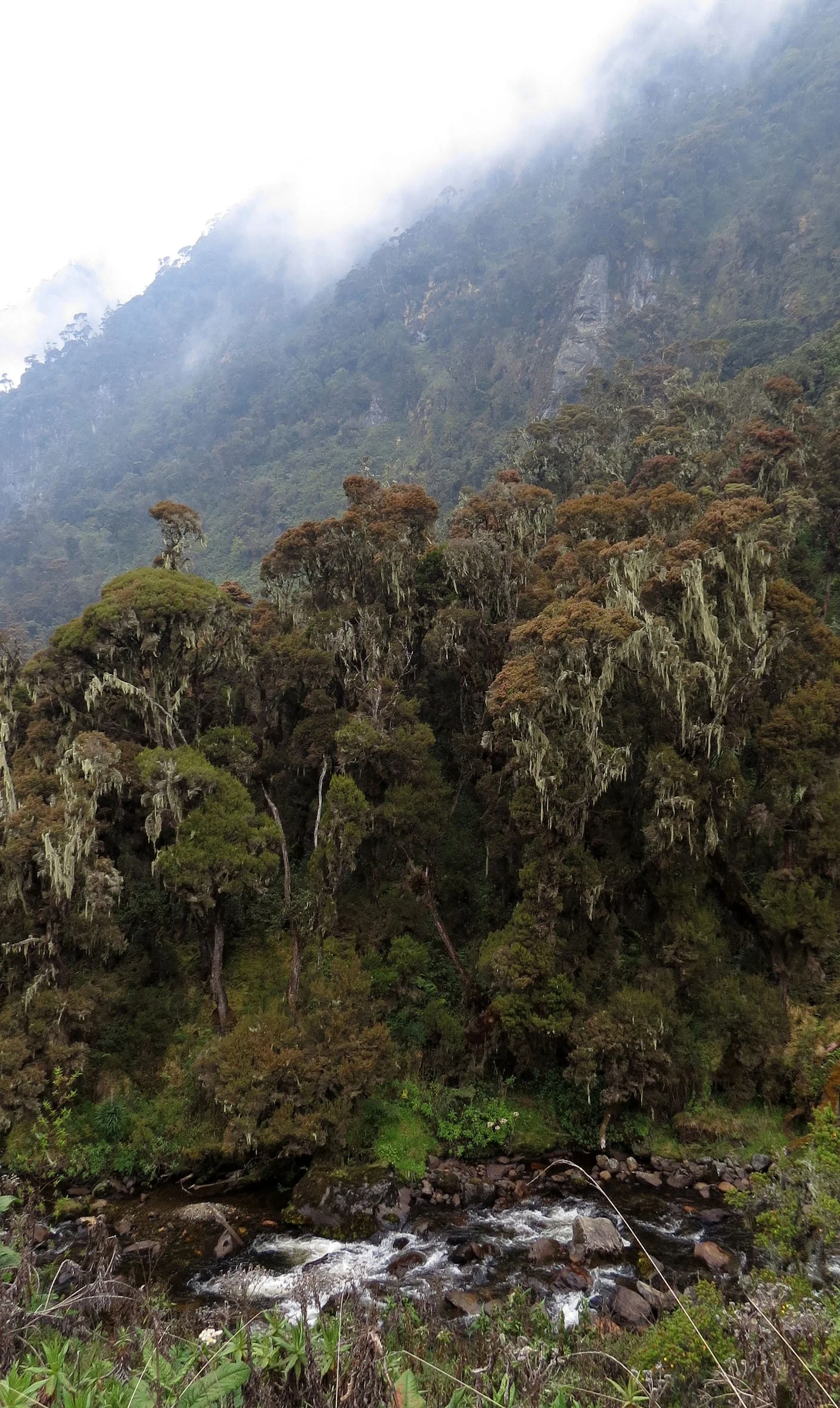 RWENZORI NATIONAL PARK UGANDA (166).JPG