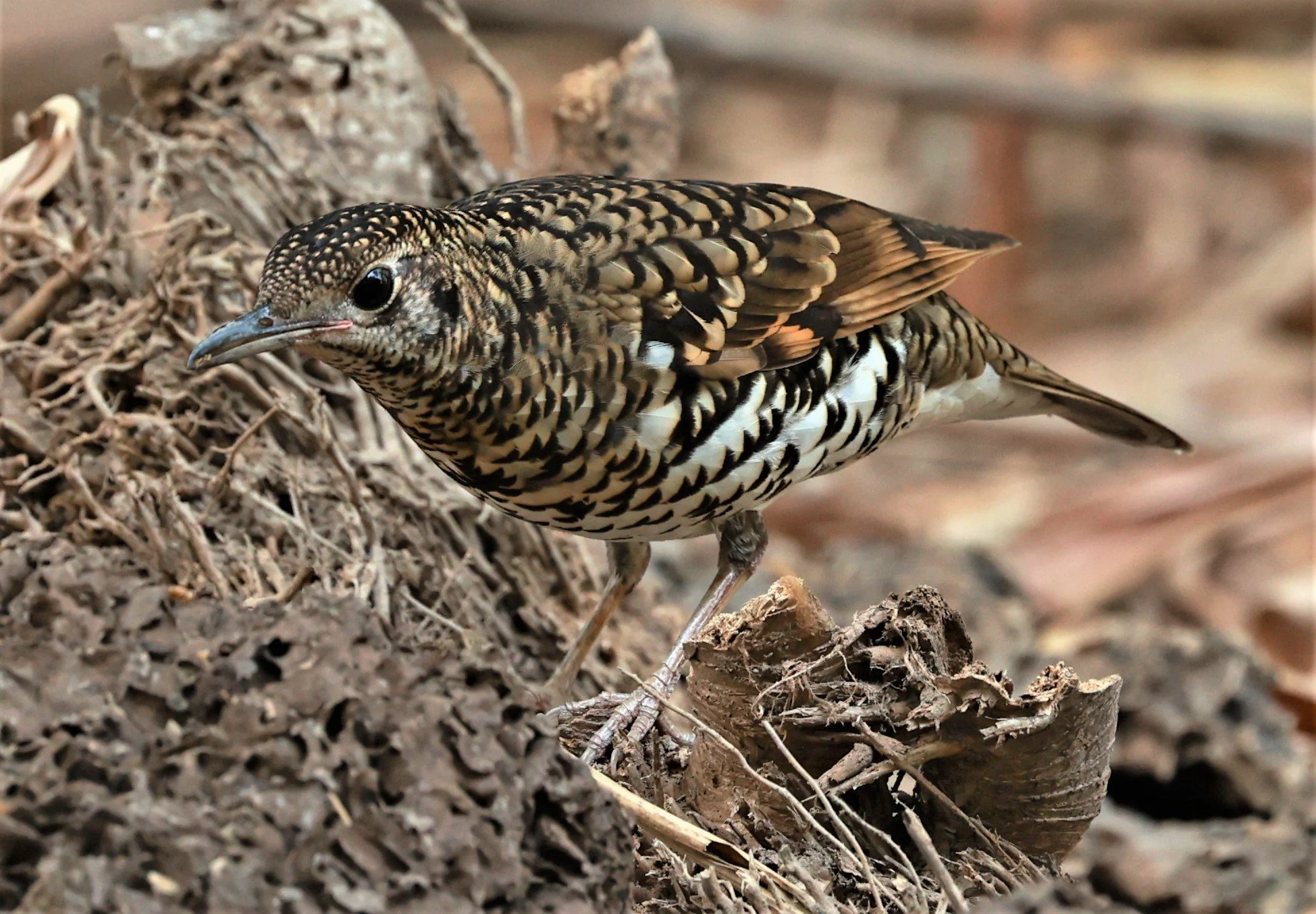 White's Thrush (Zoothera aurea) Putthamonthon Park Nakhon Pathom Thailand (186).jpg
