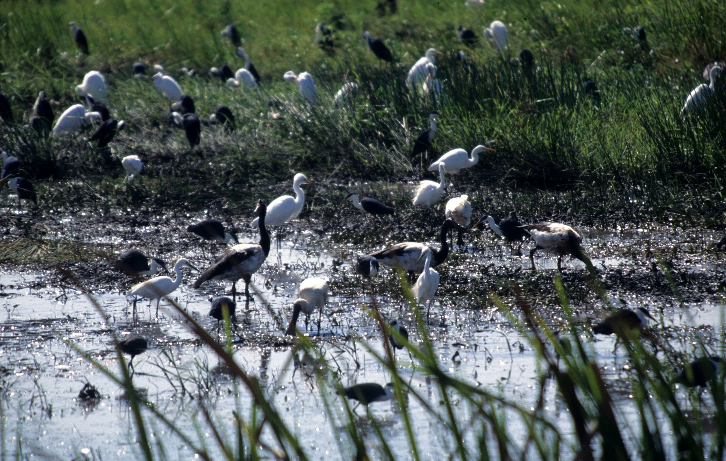 SPOONBILL - ROYAL SPOONBILL - Platalea regia - MAGPIE GEESE - NEAR KAKADU AUSTRALIA.jpg