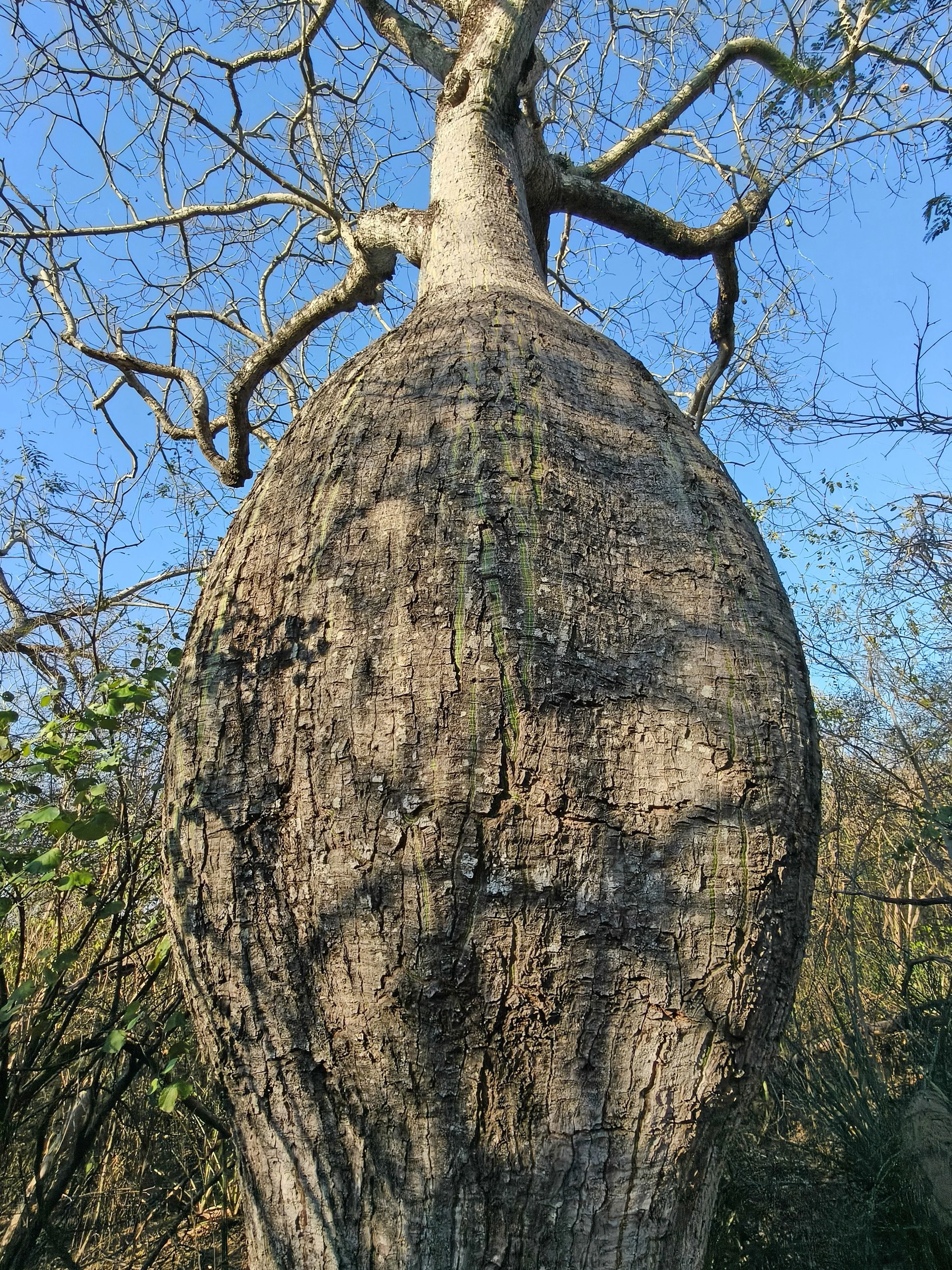 Ceiba chodatii