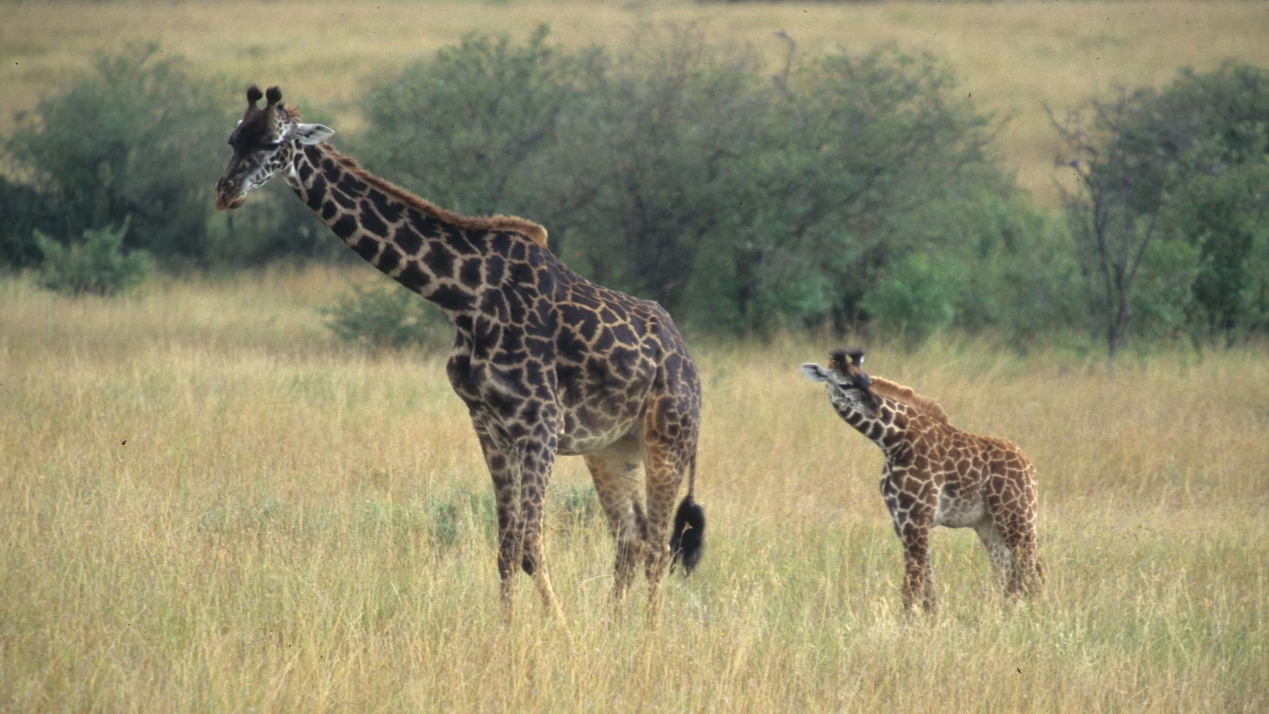 GIRAFFE-MASAI-SERENGETI 12.jpg