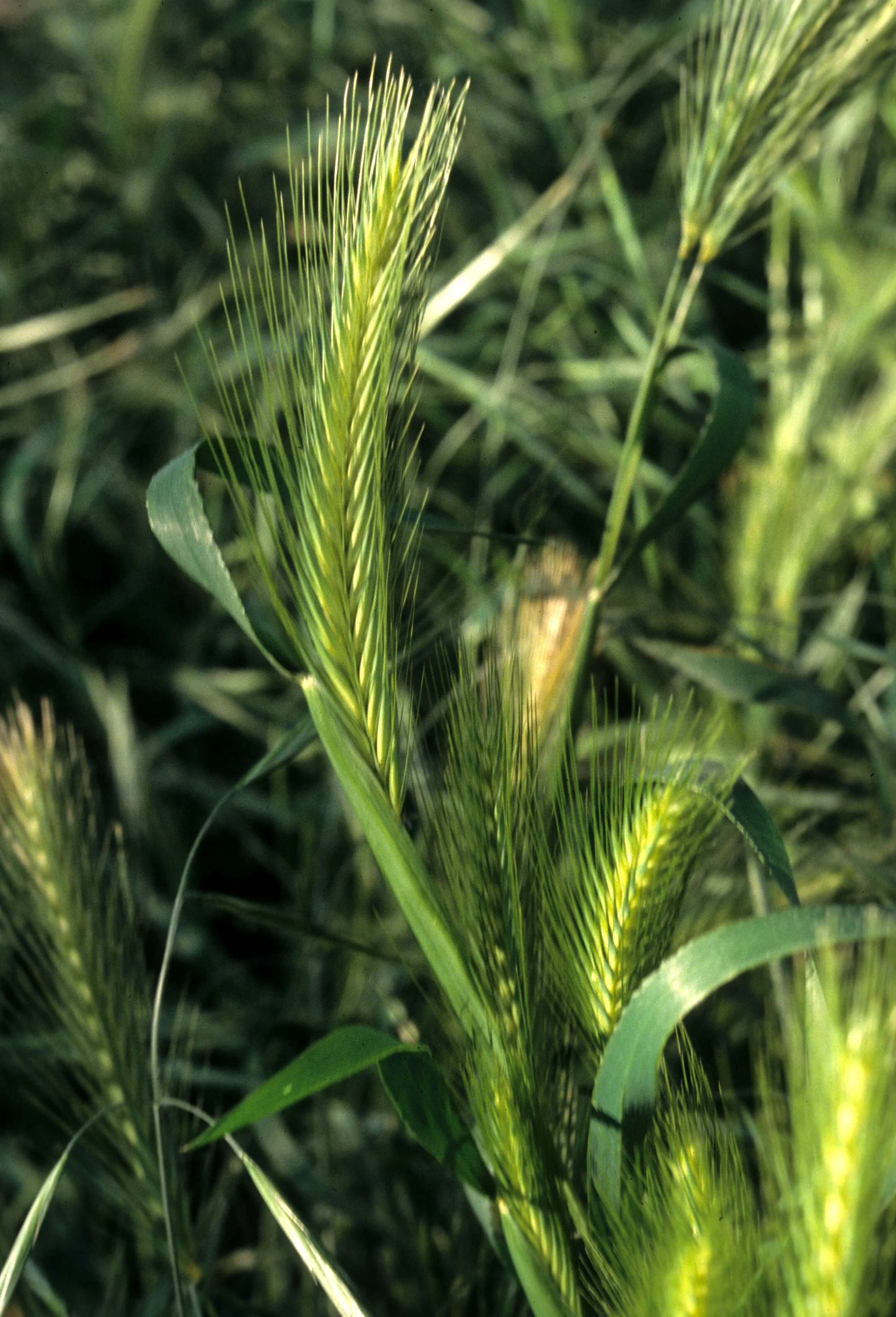 CALIFORNIA - SIERRA - BROME GRASS.jpg