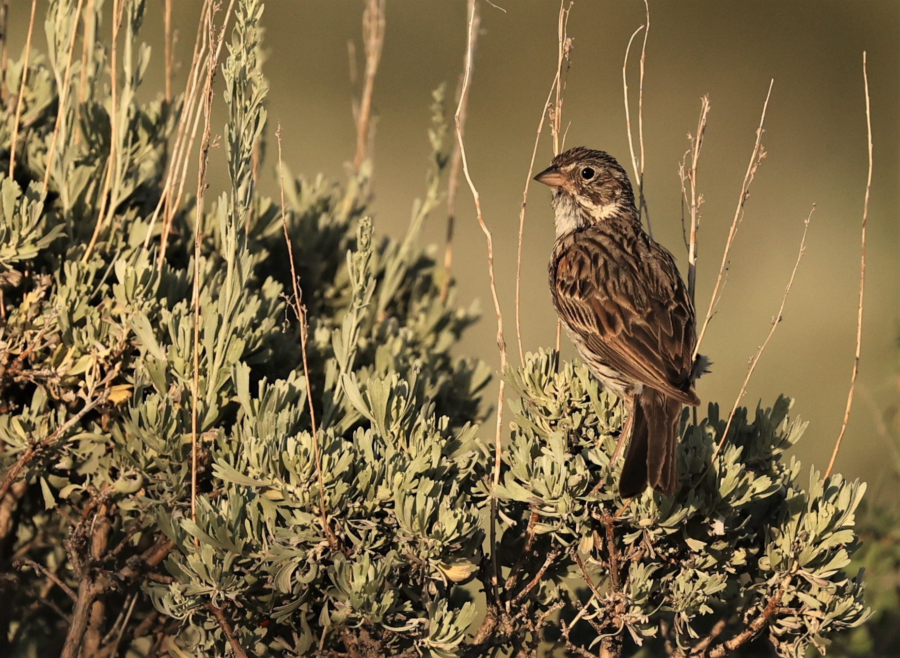 Vesper Sparrow (Pooecetes gramineus) Fossil Buttes National Monument Wyoming (9).jpg