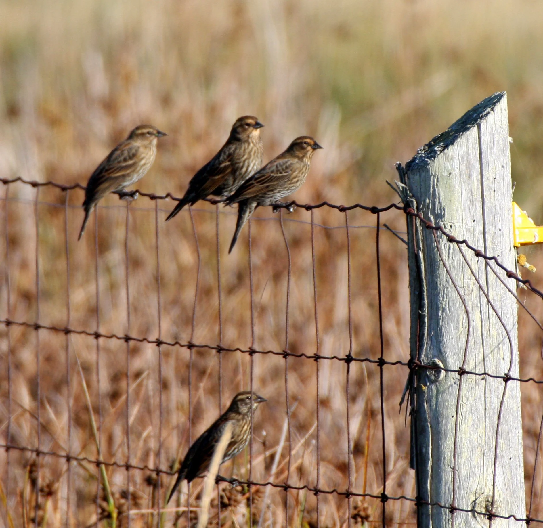 BIRD - SPARROW - SAVANAH SPARROW - SEQUIM PRAIRIE WA.JPG