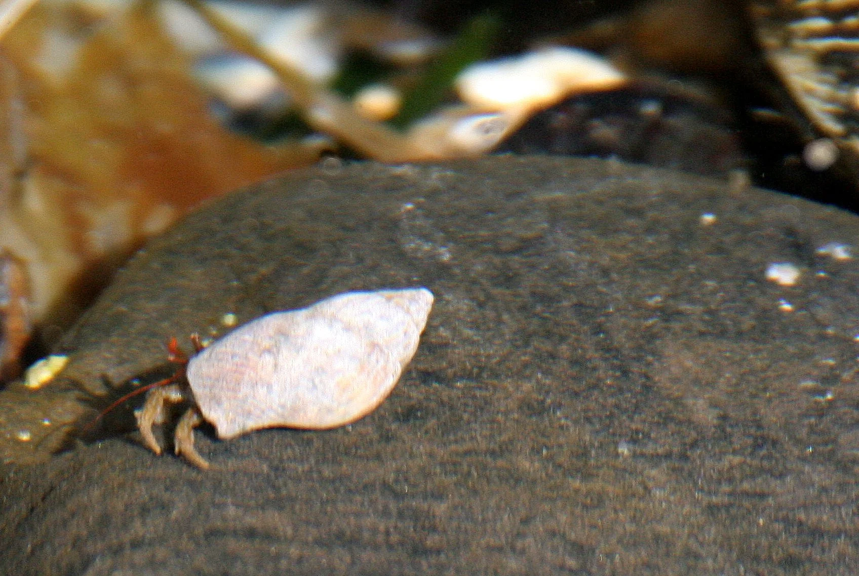 INVERTS - INTERTIDAL - ARTHROPODA - HERMIT CRAB SPECIES B - TONGUE POINT WA.JPG