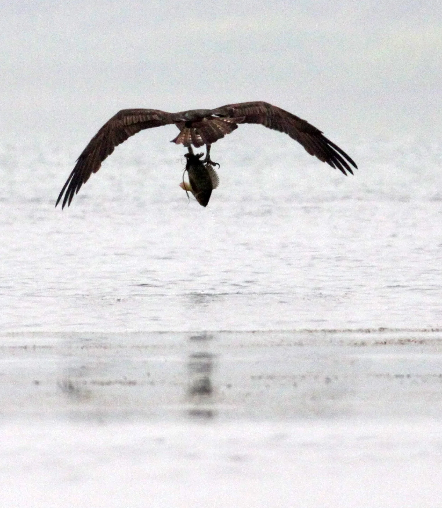 Pandion haliaetus - OSPREY - CHAMBAL RIVER SANCTUARY INDIA (7).JPG