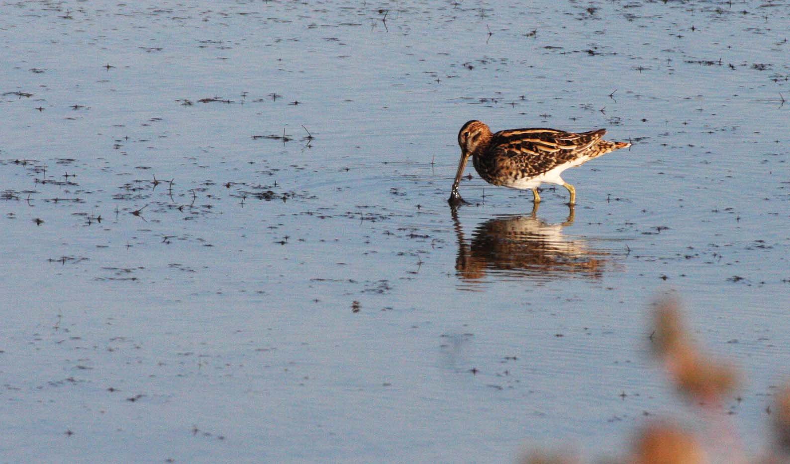 SNIPE - COMMON SNIPE - Gallinago gallinago - KHAO SAM ROI YOT THAILAND (12).JPG