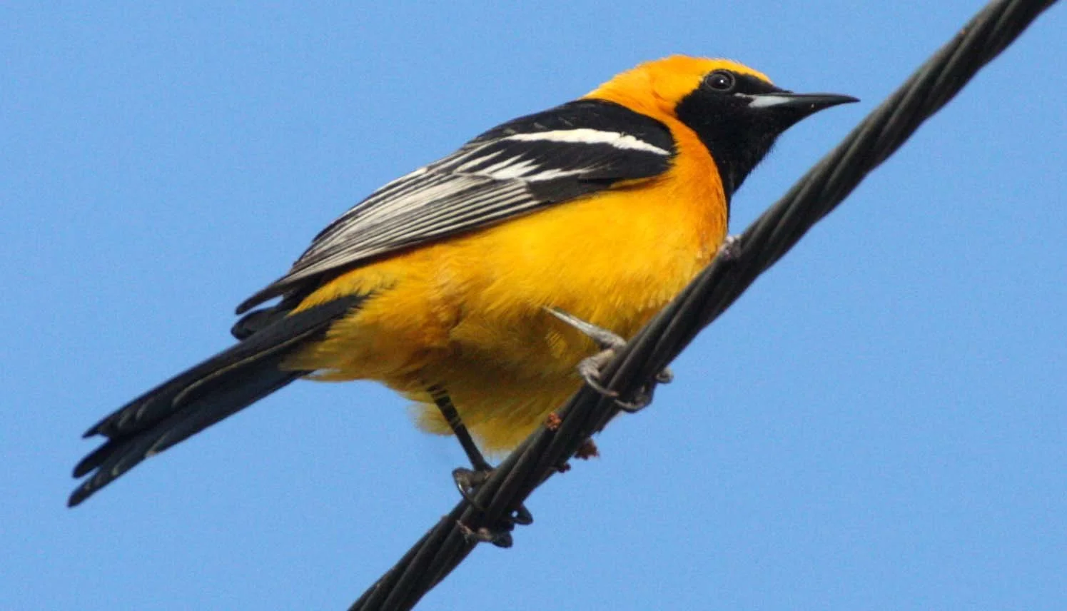 Hooded Oriole (Icterus cucullatus) Loreto Baja Mexico (10).JPG