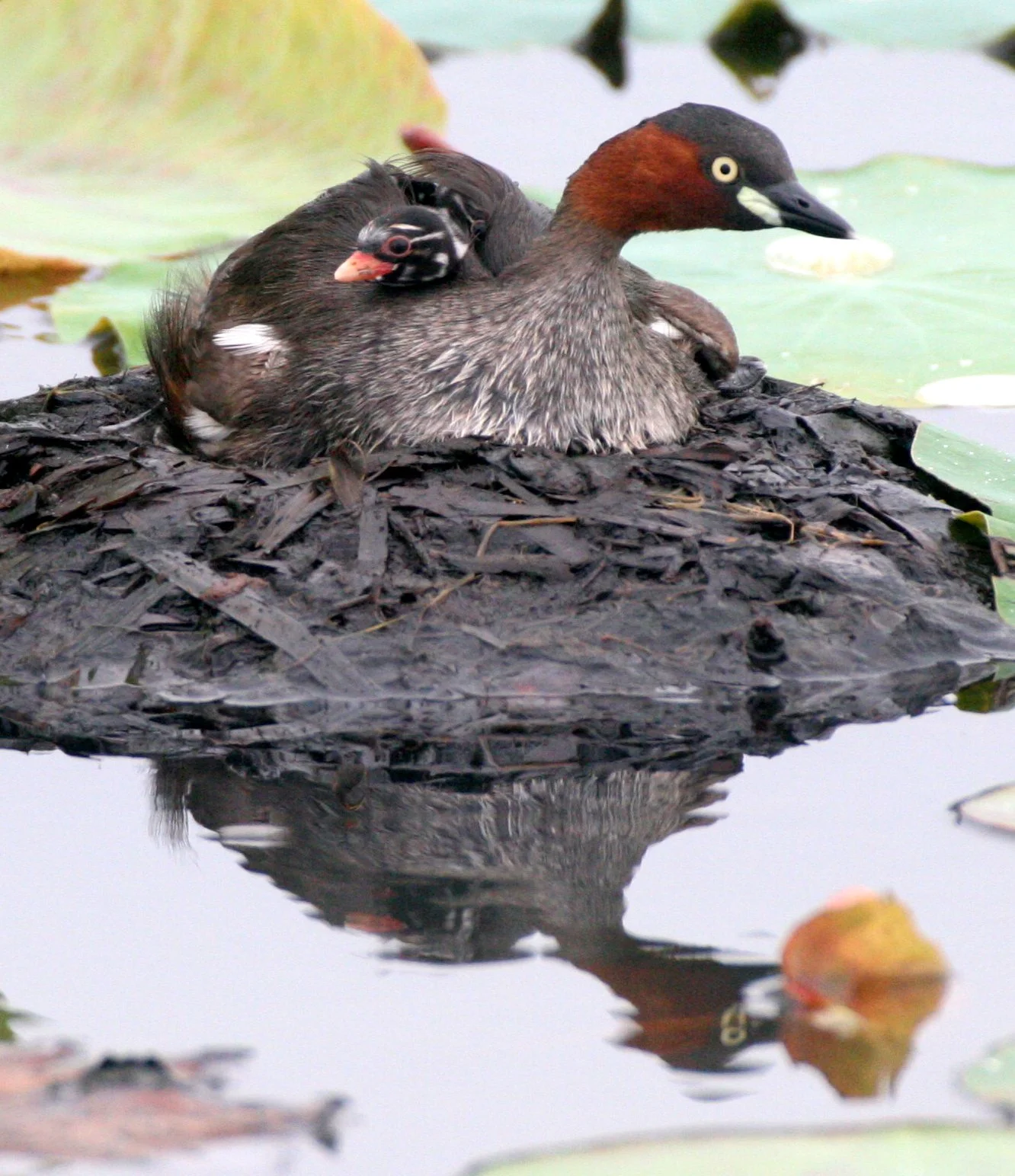 Little Grebe (Tachybaptus ruficollis) Bueng Boraphet Wetlands Nakhon Sawan Thailand (51).JPG