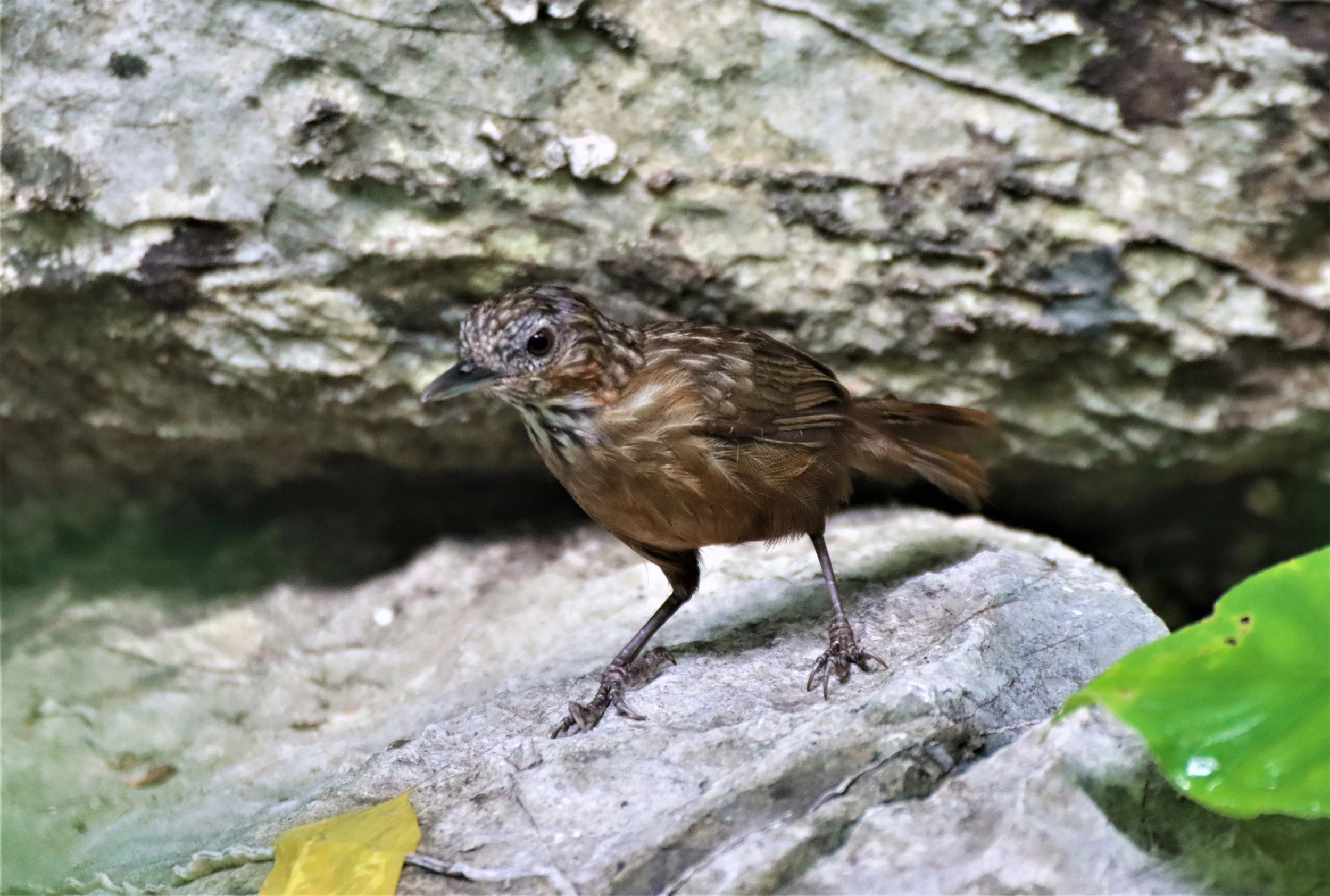 WREN-BABBLER - RUFOUS LIMESTONE WREN-BABBLER - Gypsophila calcicola - KHAO PHRA PHUTTHAPAT NOI SARABURI (8).jpg