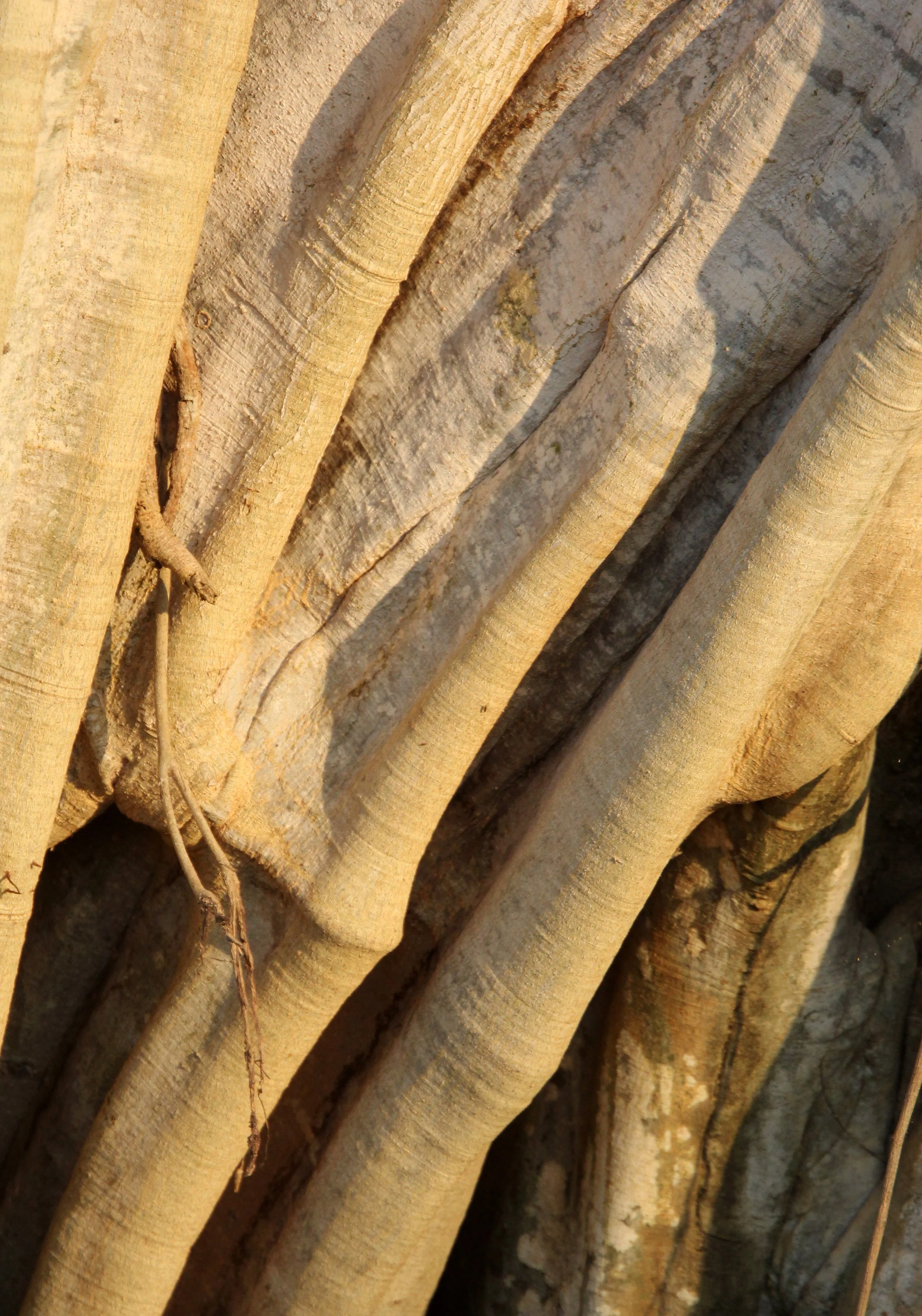 UDAWALAWA NATIONAL PARK SRI LANKA (22).JPG