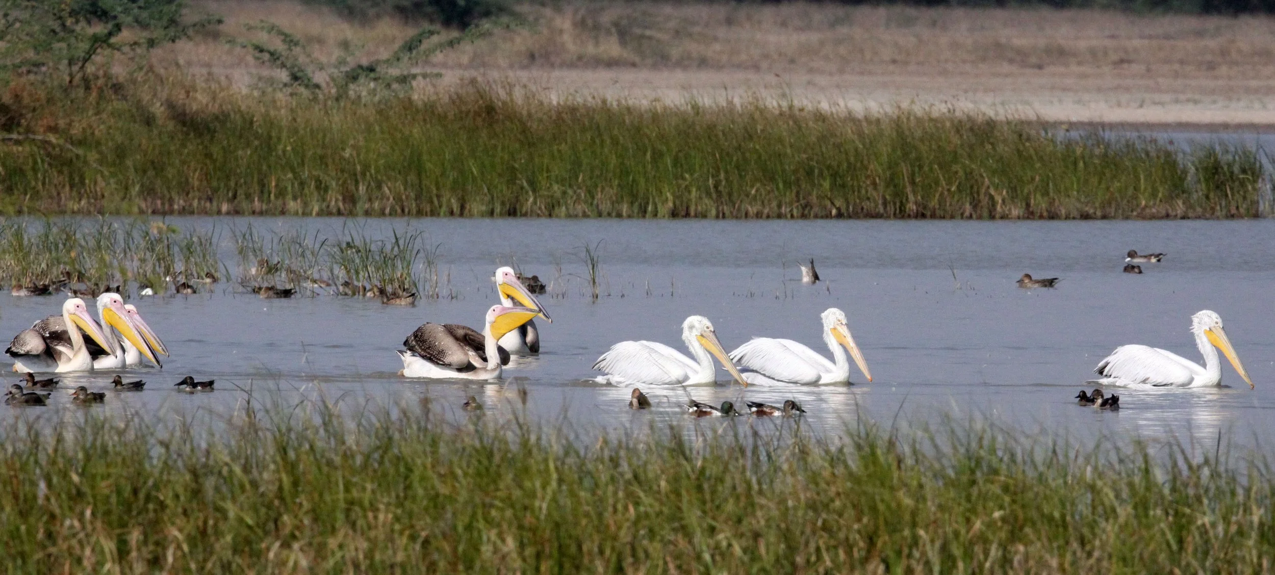 Pelecanus onocrotalus - GREAT WHITE PELICAN - BLACKBUCK NATIONAL PARK VELEVADAR INDIA (26).JPG