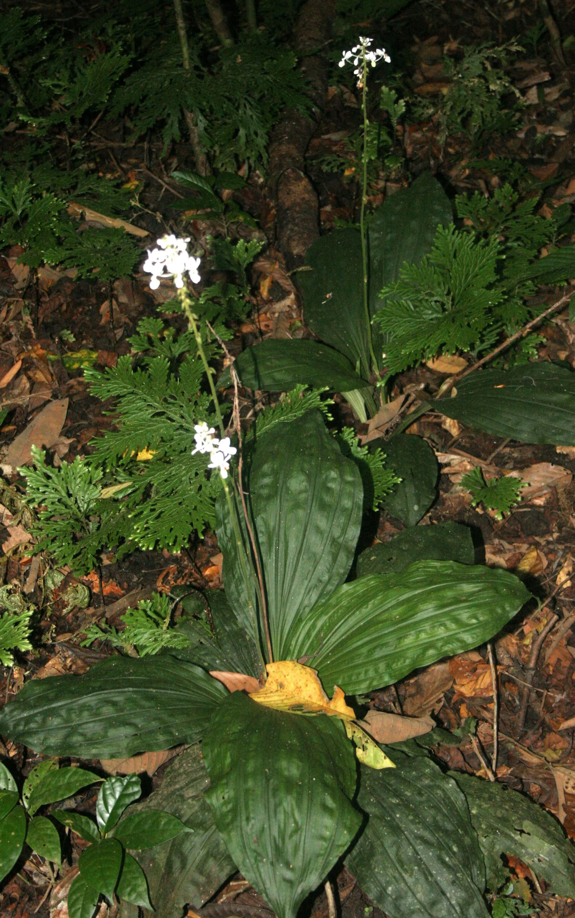 DANUM VALLEY BORNEO - ORCHID SPECIES (3).JPG